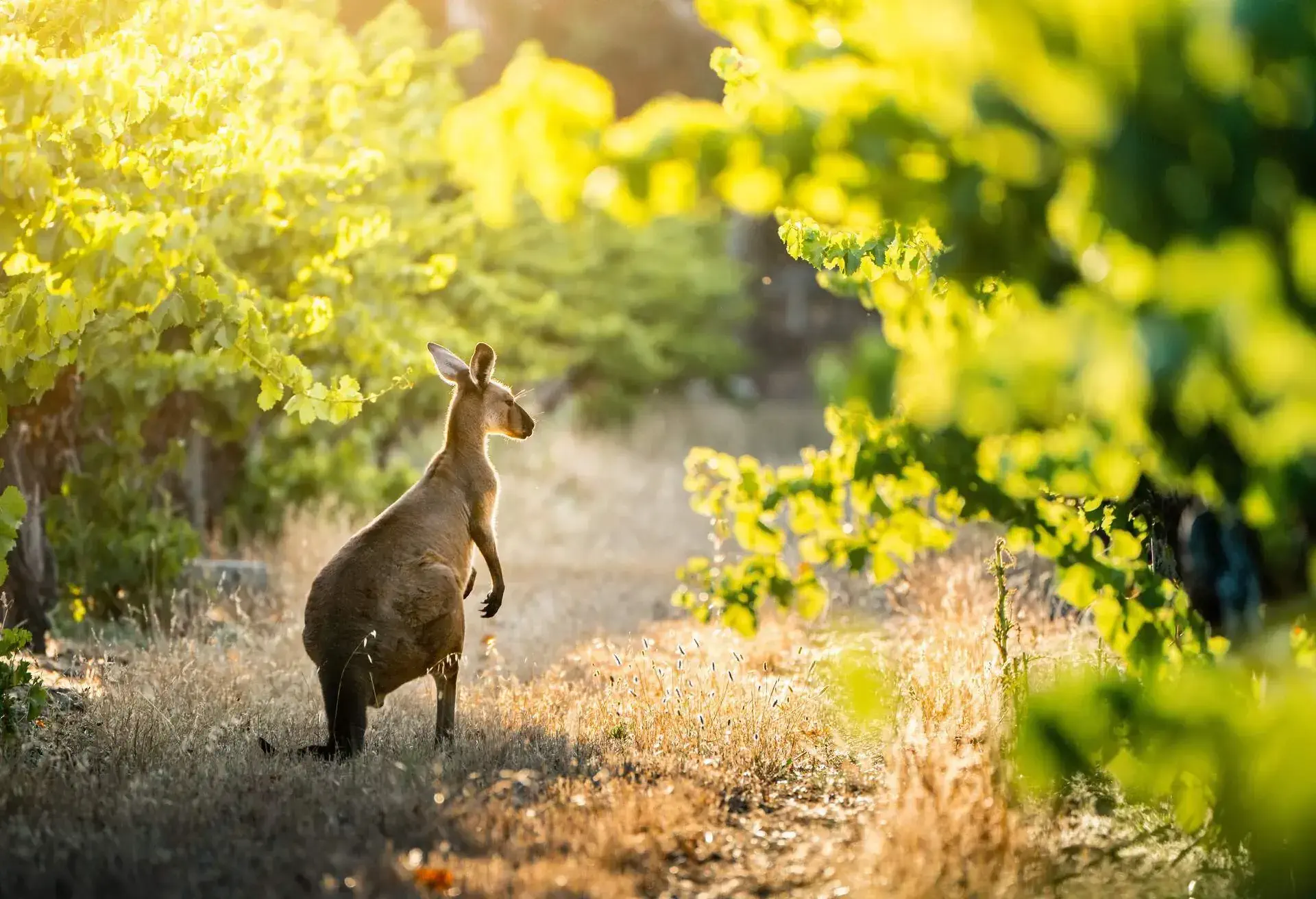 DEST_AUSTRALIA_VINEYARD_KANGAROO_GettyImages-1214387358