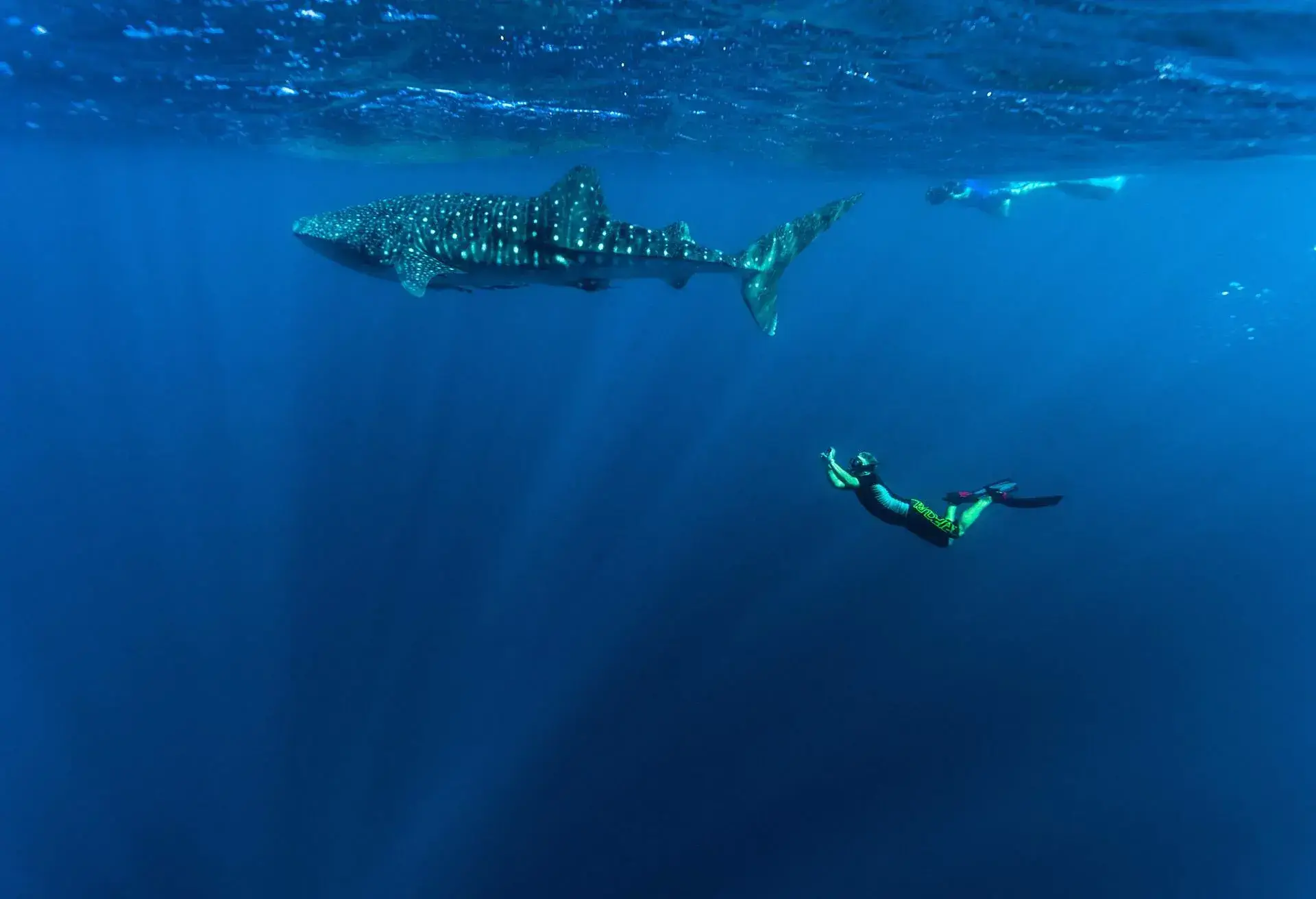 DEST_AUSTRALIA_WESTERN-AUSTRALIA_NINGALOO-REEF_THEME_DIVING_NATURE_WHALE-SHARK_GettyImages-452418171