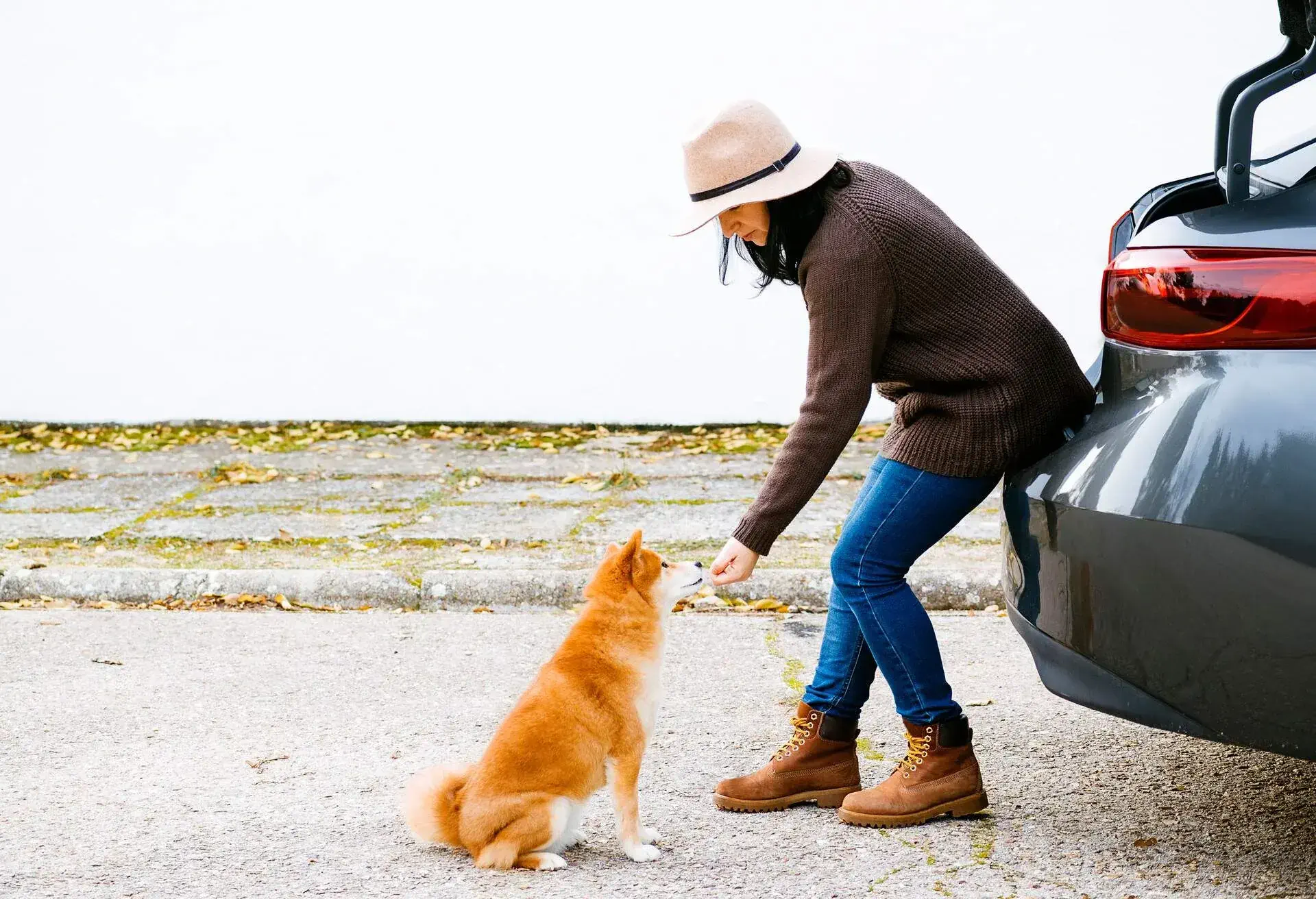 THEME_ANIMAL_DOG_CAR_GettyImages-1329709801