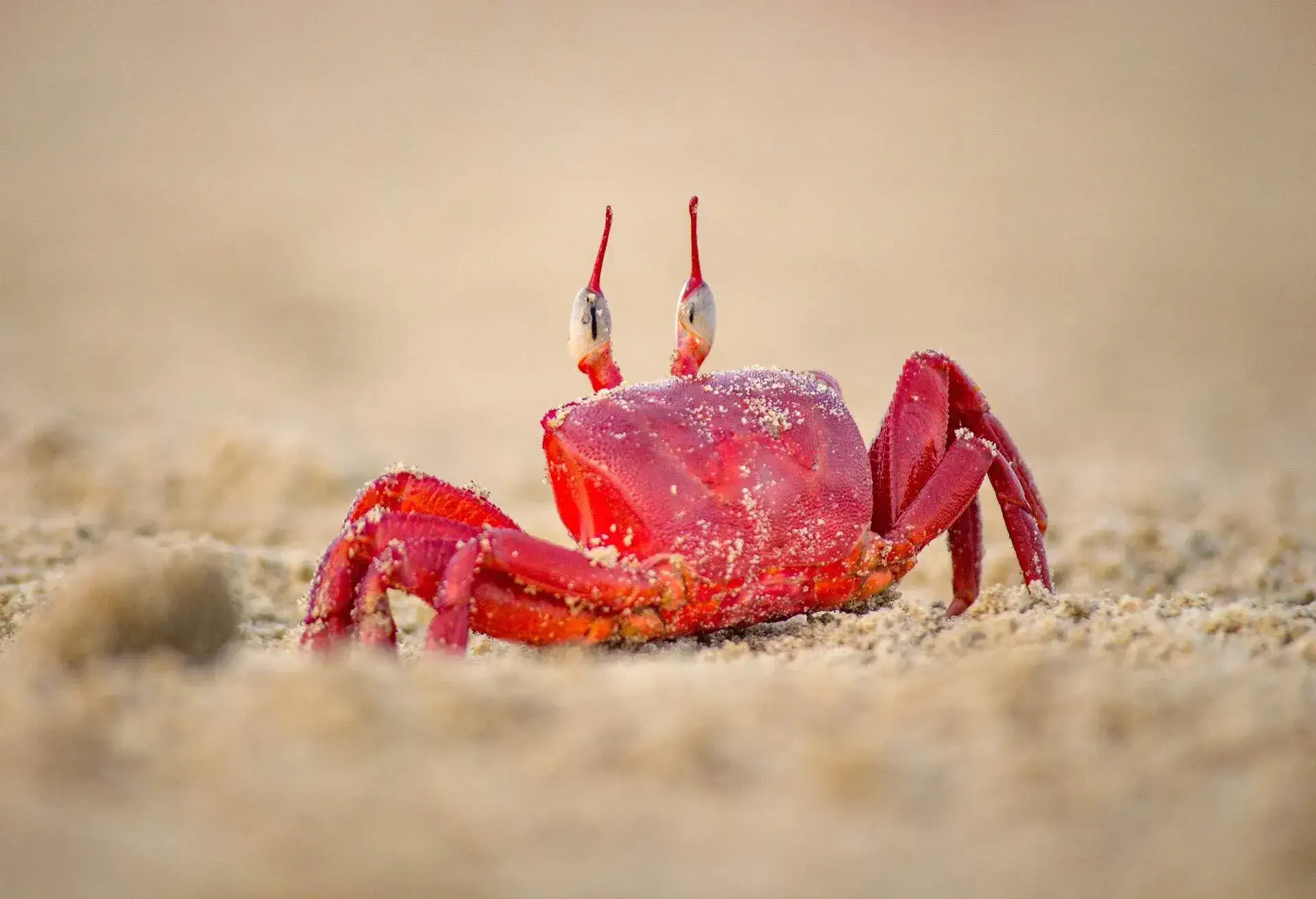 World of red crab at Mandarmani, West Bengal, India