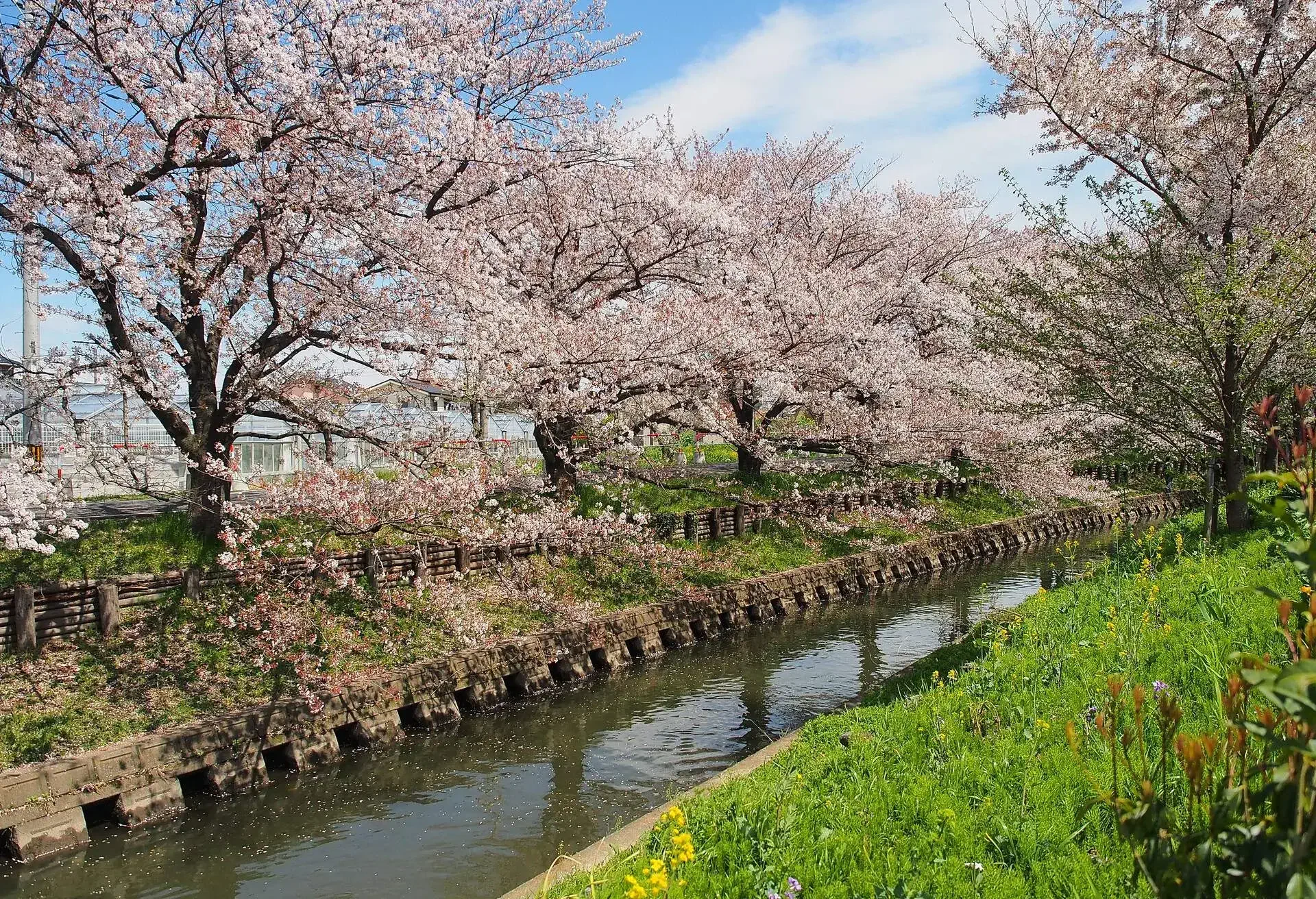Japan sakura flower or cherry blossom full bloom in spring season along canal in Kawagoe city.