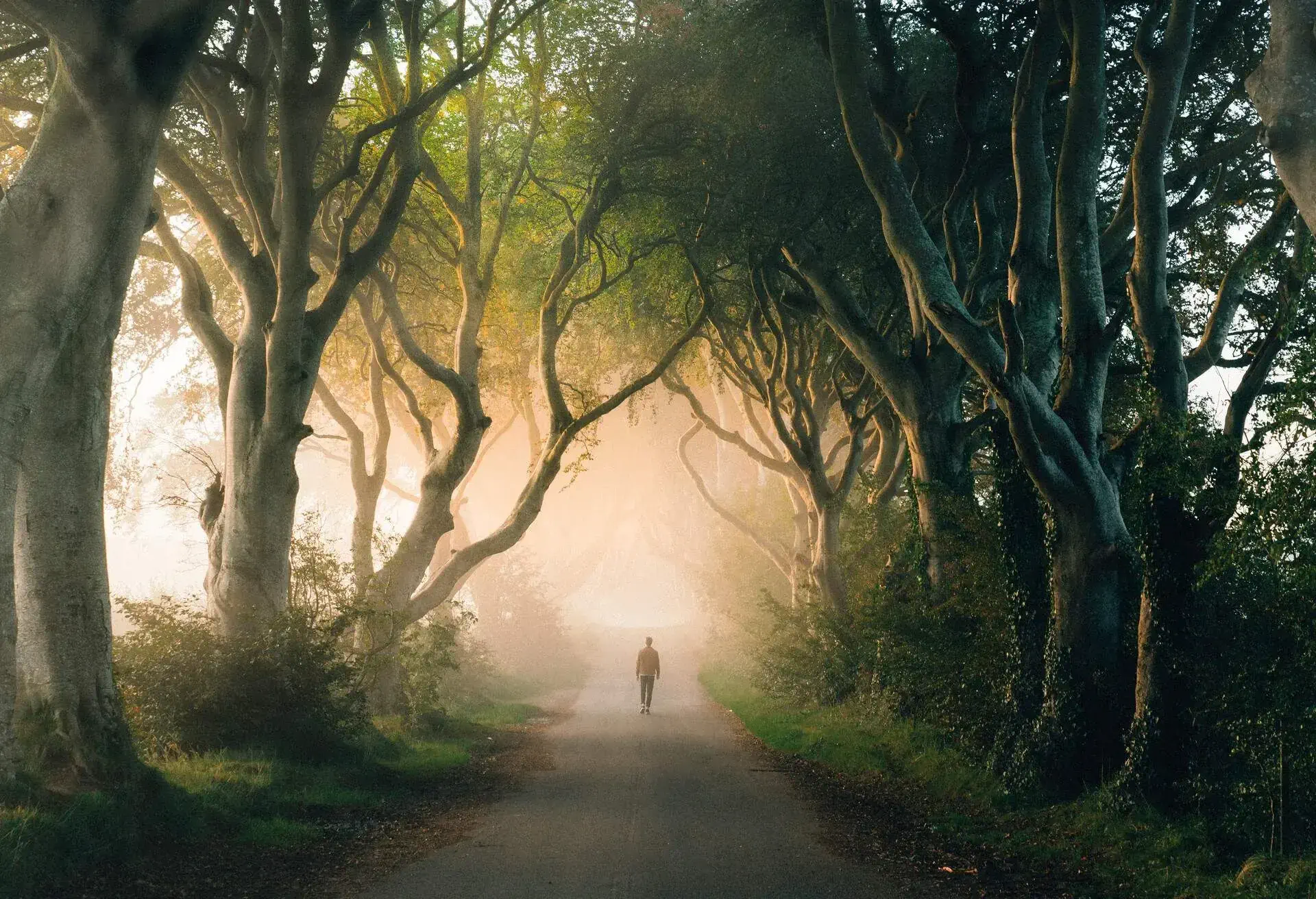 DEST_UK_NORTHERN-IRELAND_DARK-HEDGES_GettyImages-1224619687