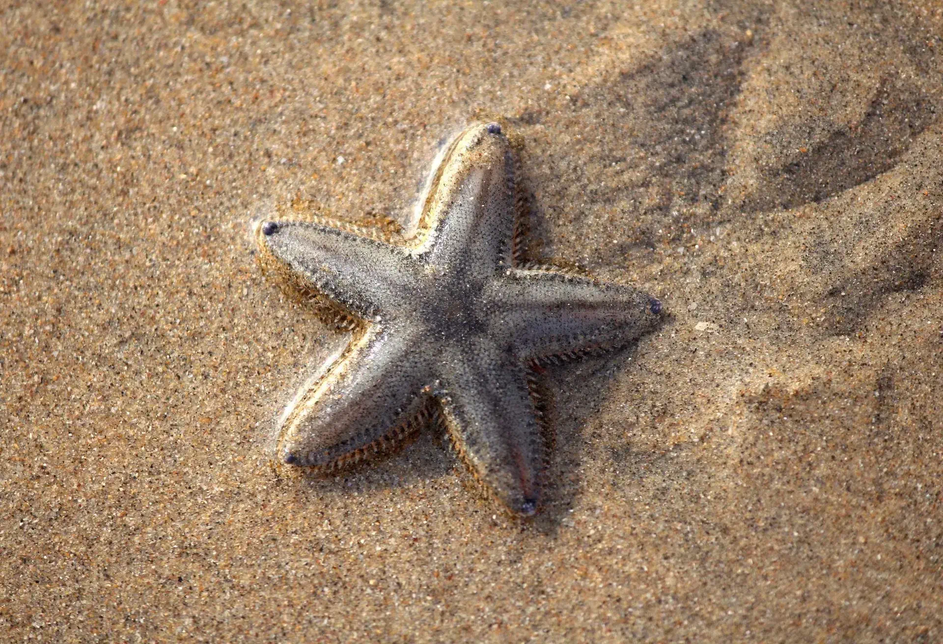 Starfish art Malvan Maharashtra India , Sea Life, Wildlife