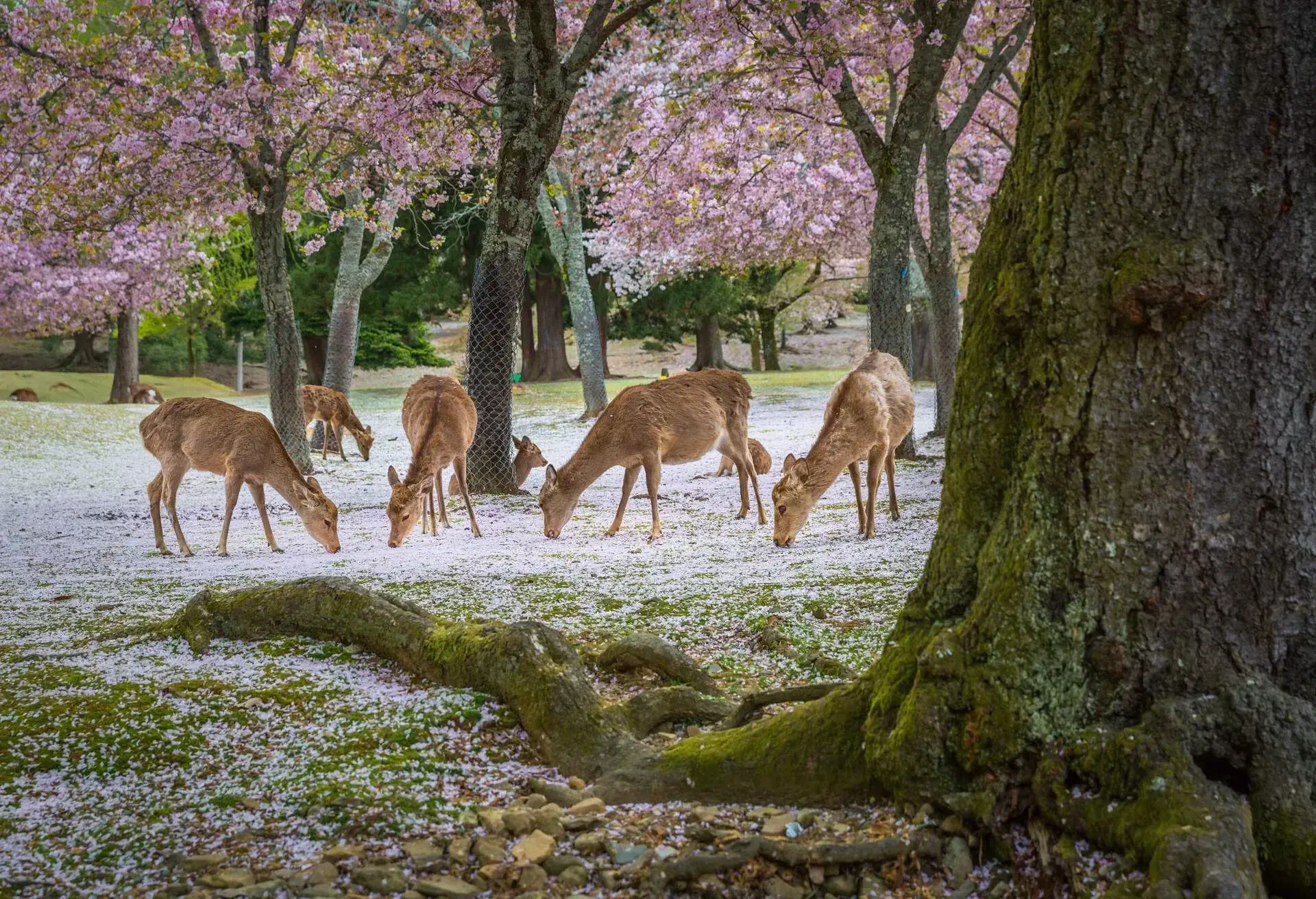 Deers at Nara park during a sunny day in the cherry blossom season, Japan.