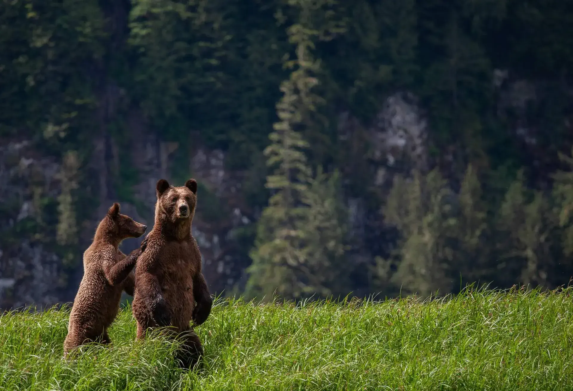 Grizzly bears in the coastal rainforest of British Columbia