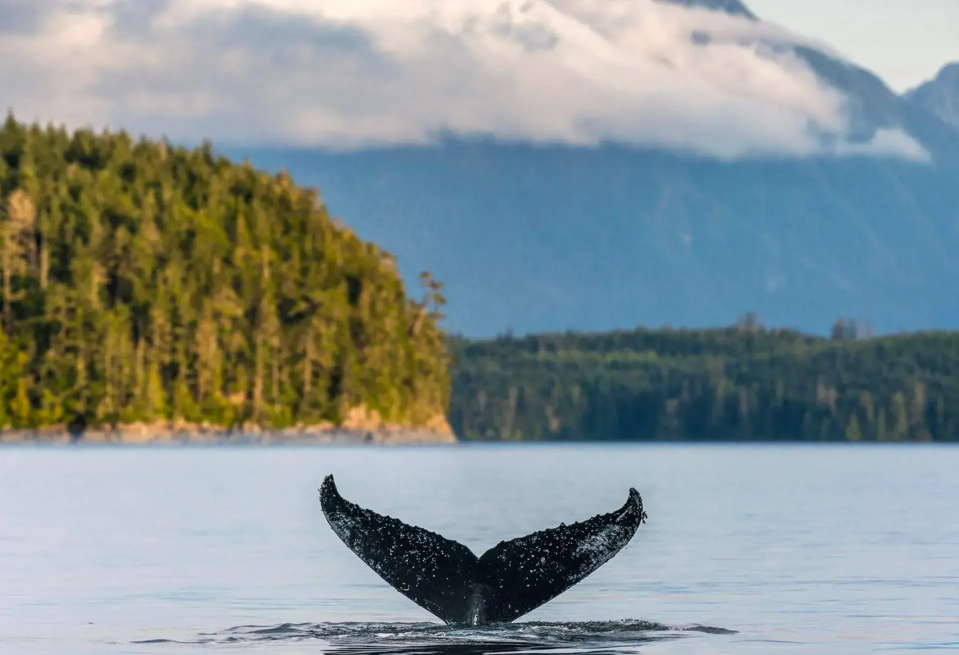 Humpback Whale Tail, Vancouver Island..British Columbia, Canada