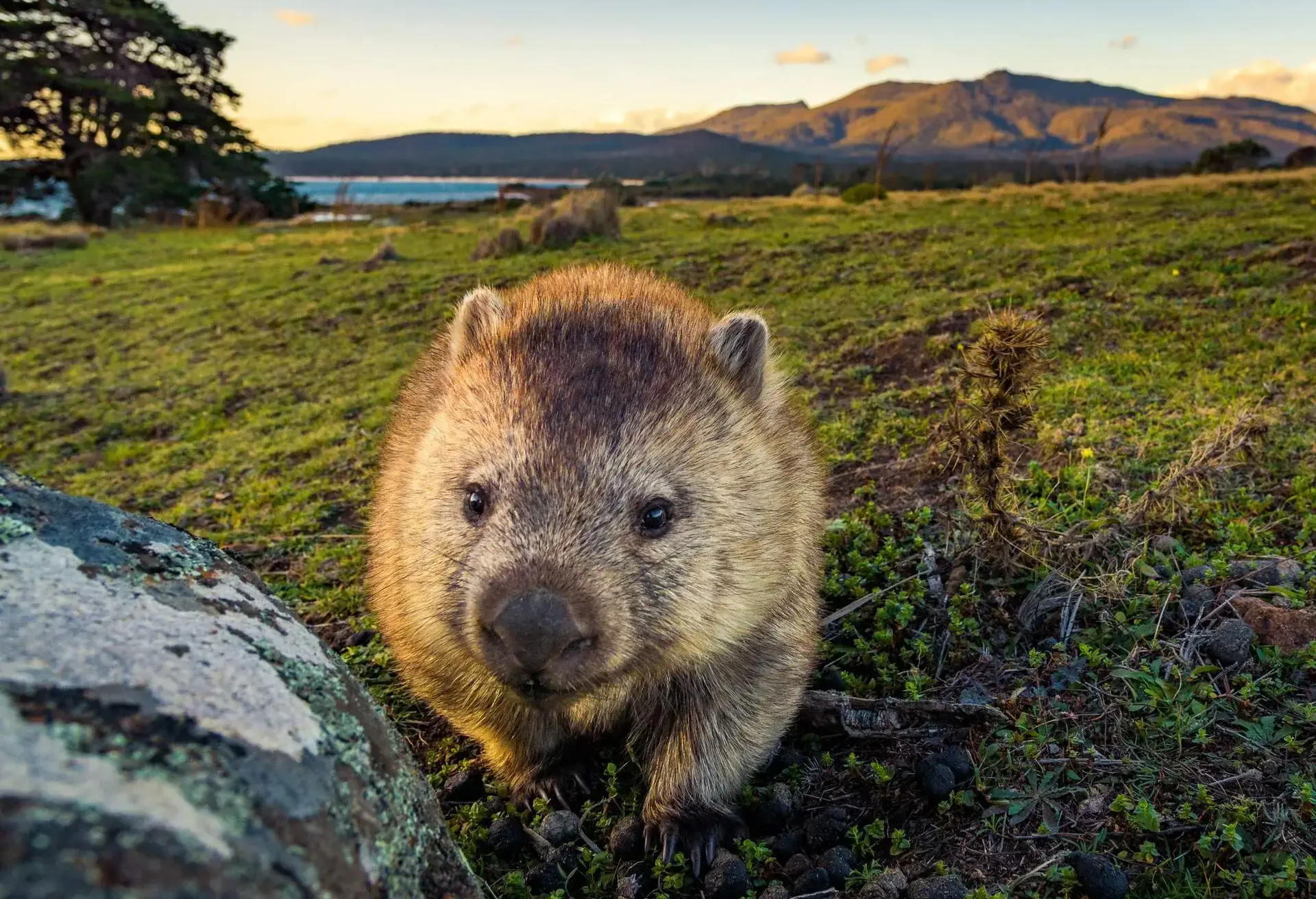 DEST_AUSTRALIA_TASMANIA_THEME_NATURE_WOMBAT_GettyImages-680660644