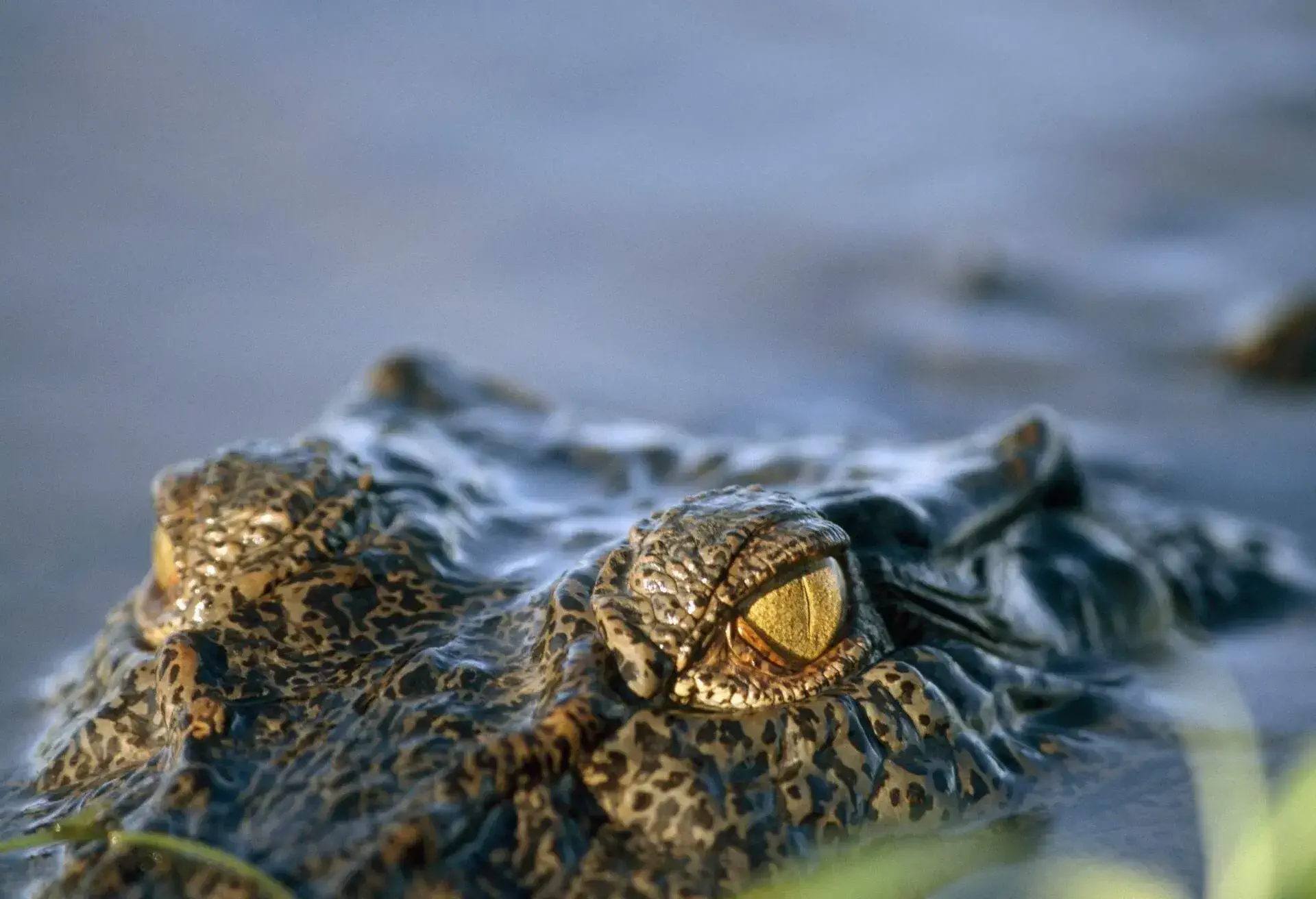 DEST_AUSTRALIA_KAKADU_NATIONAL_PARK_THEME_ANIMAL_CROCODILE_GettyImages-71993330
