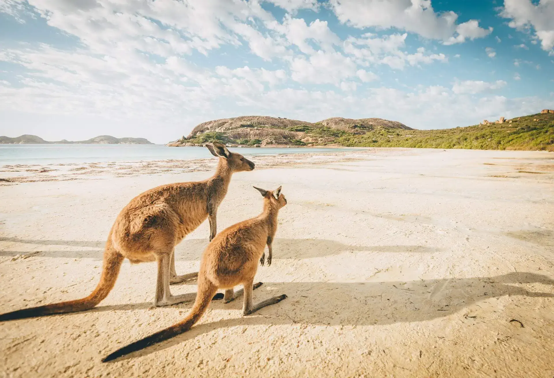 Hungry Kangaroos at Lucky Bay beach in Cape Le Grand national park, Western Australia