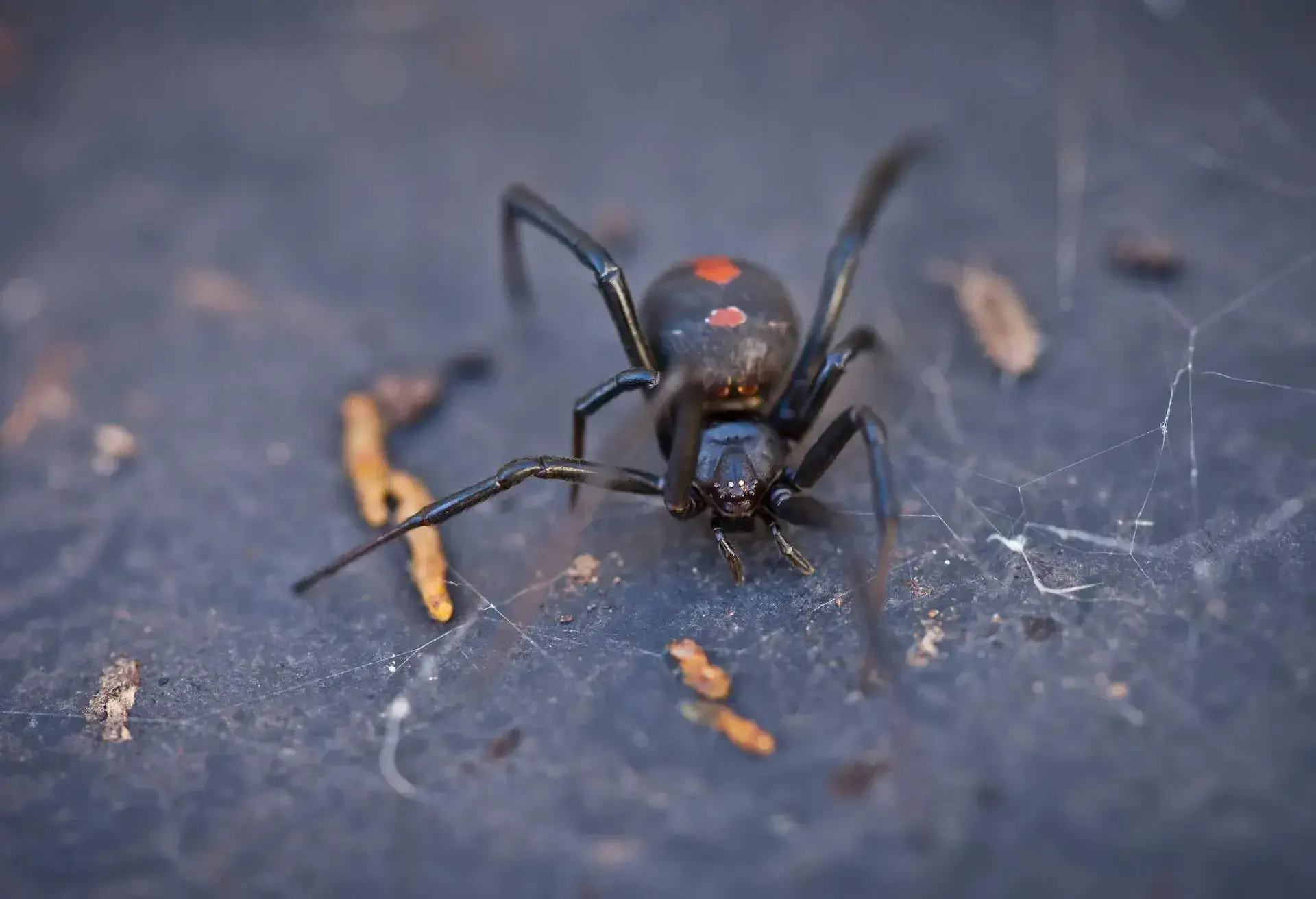 THEME_NATURE_AUSTRALIAN_BLACK_WIDOW_REDBACK_SPIDER_GettyImages-686600904