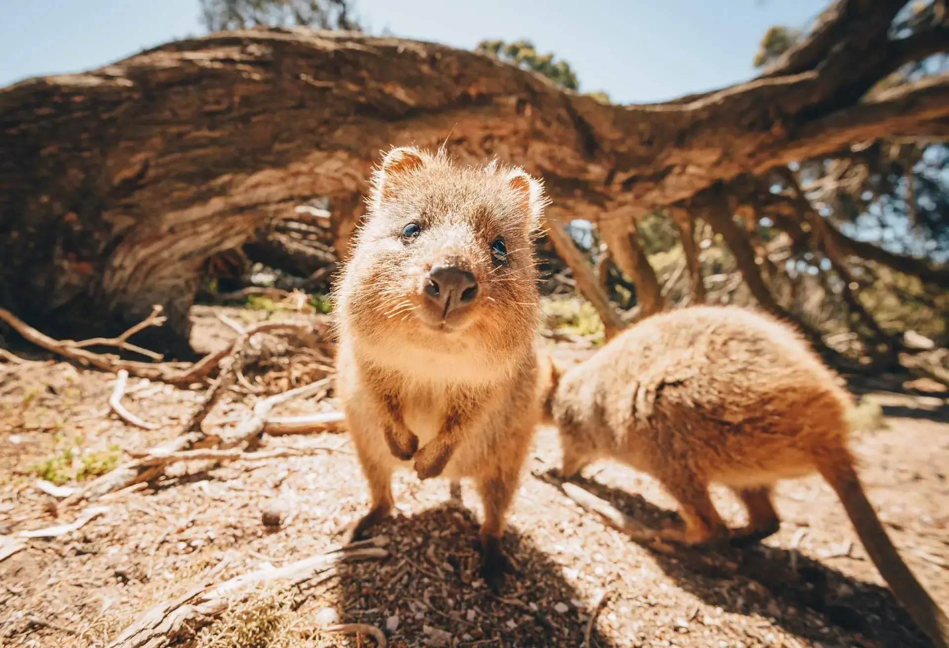 Quokkas on Rottnest Island near Perth, Australia