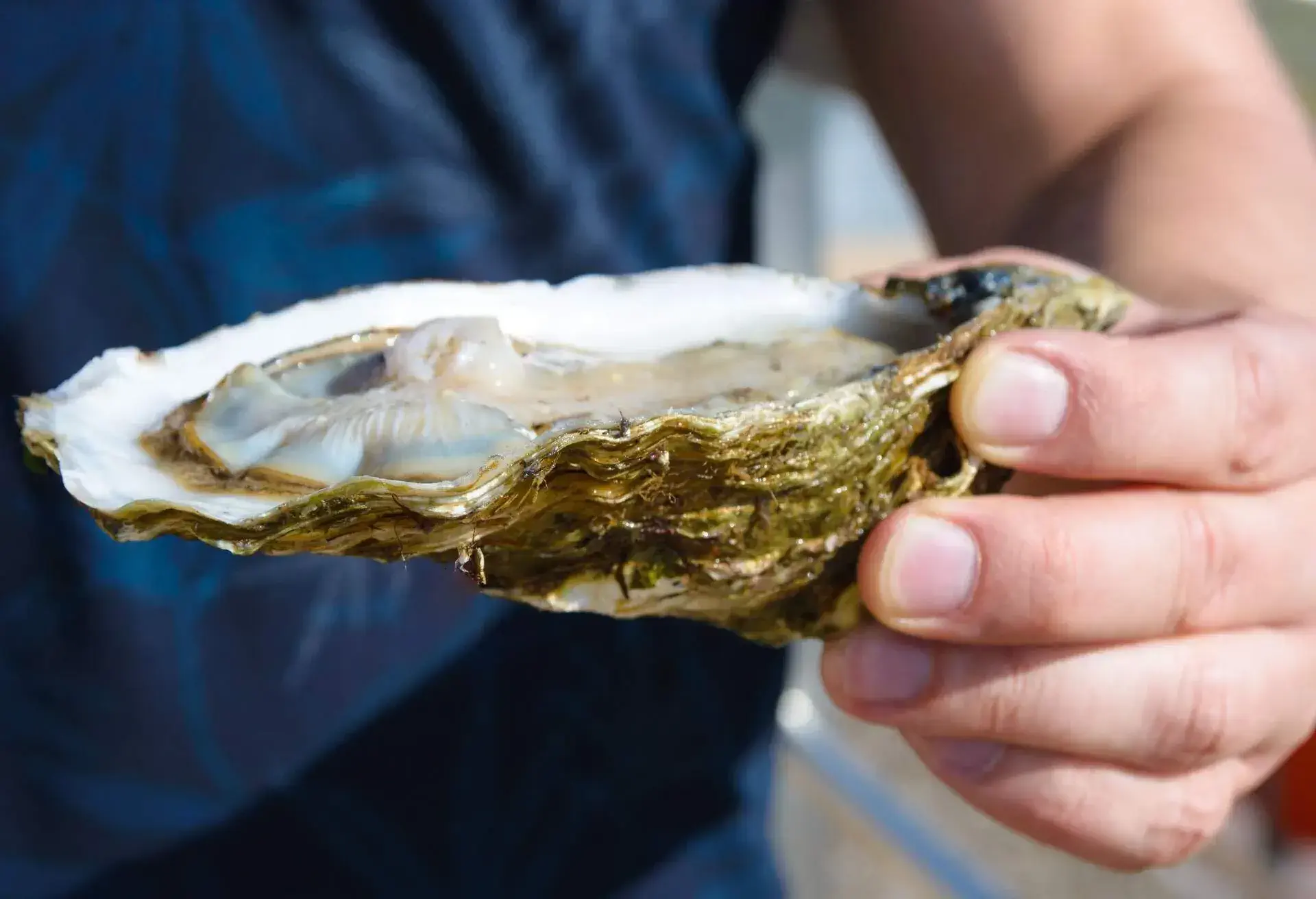 THEME_FOOD_SEAFOOD_OYSTER_FRESH_MAN_HAND_BELGIUM_GettyImages-1180062351