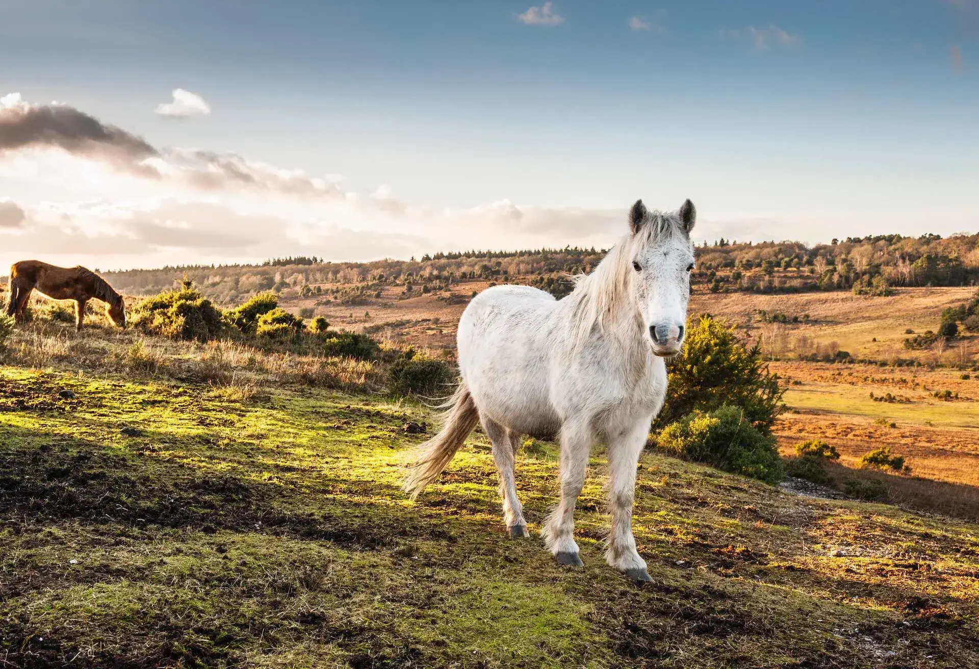 Two horses grazing on the rugged grassland on a fine sunny day.