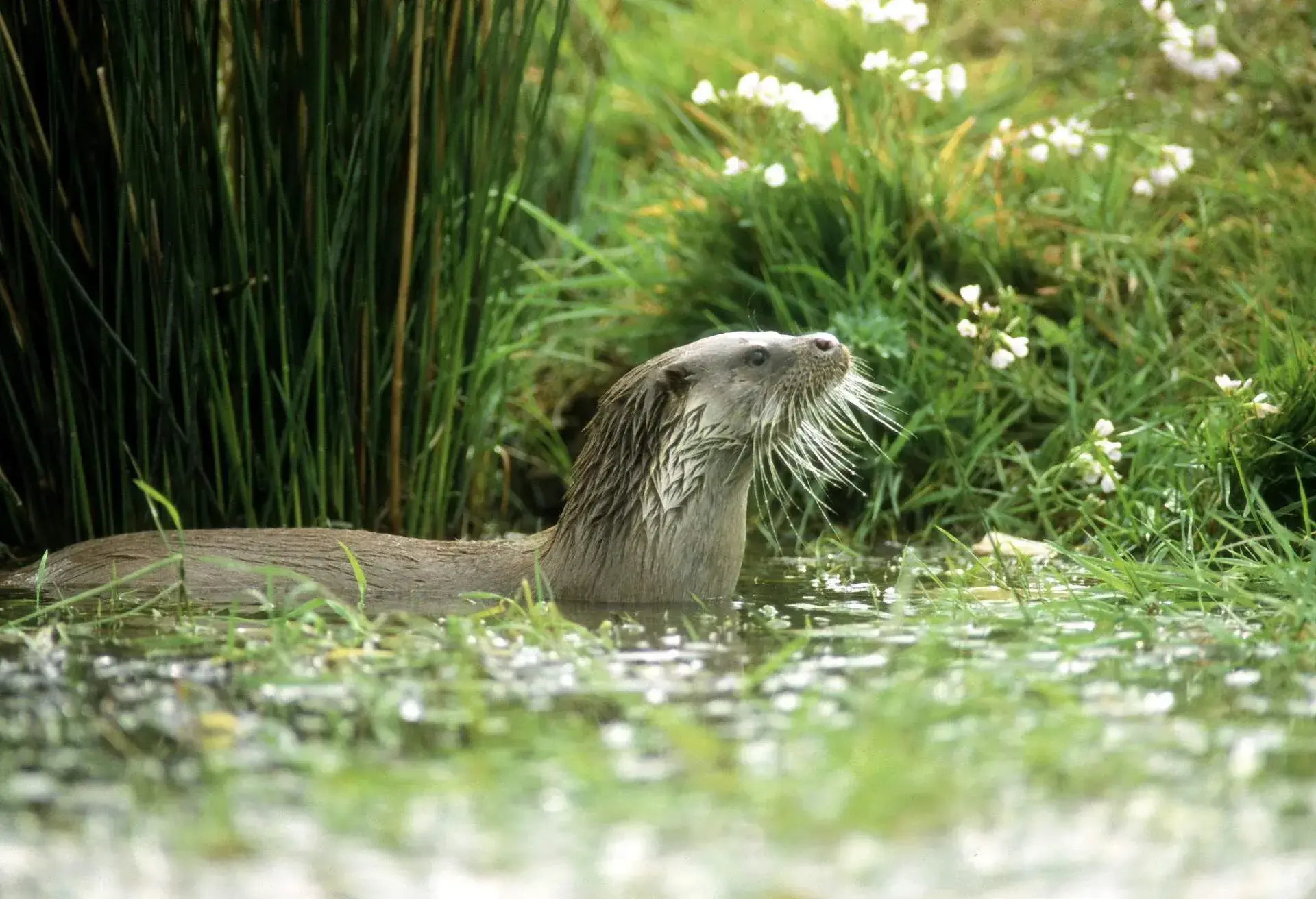 A lone otter submerged in waters surrounded by grass.