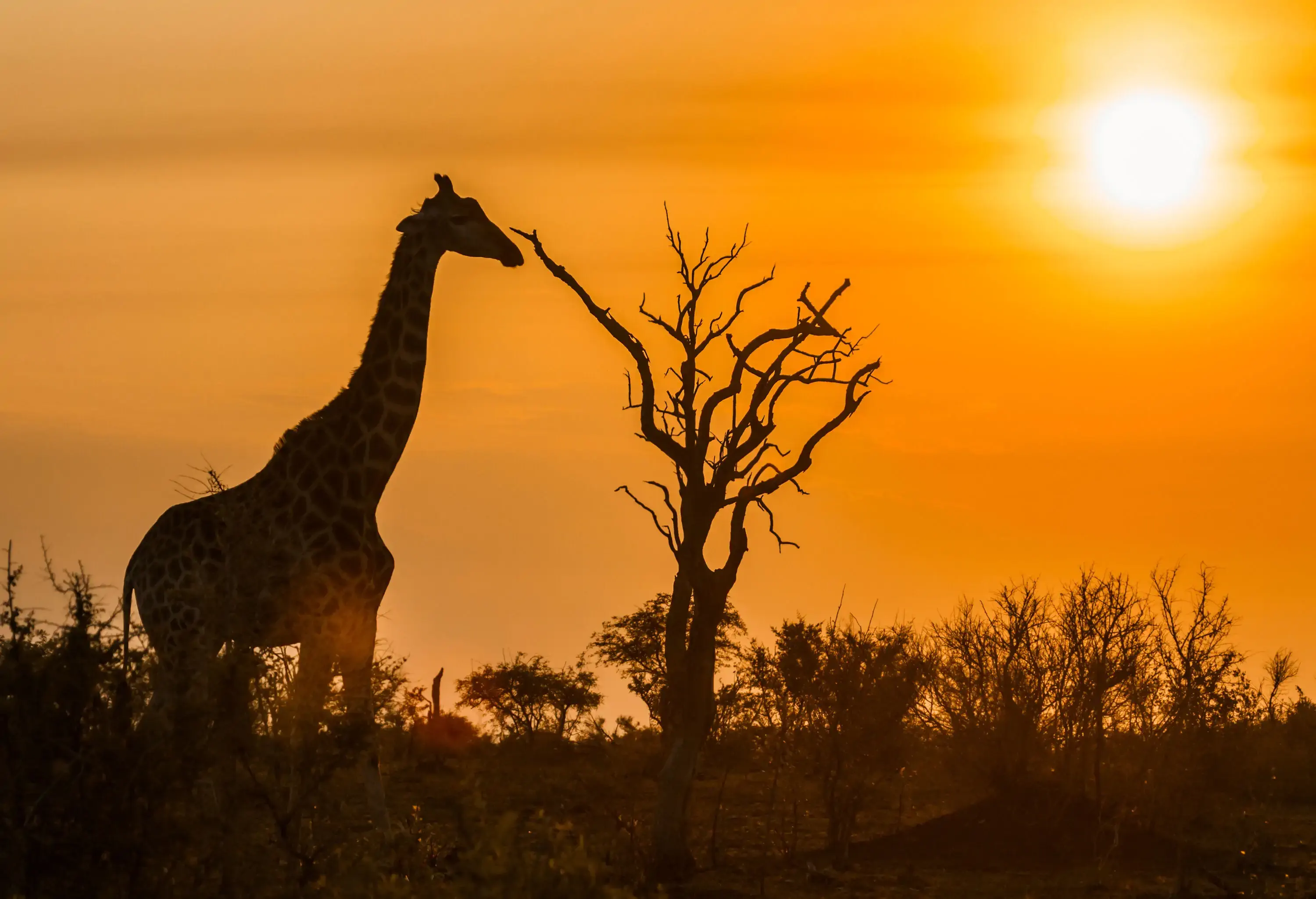 Silhouette of a giraffe in a barren forest under the sun's heat.