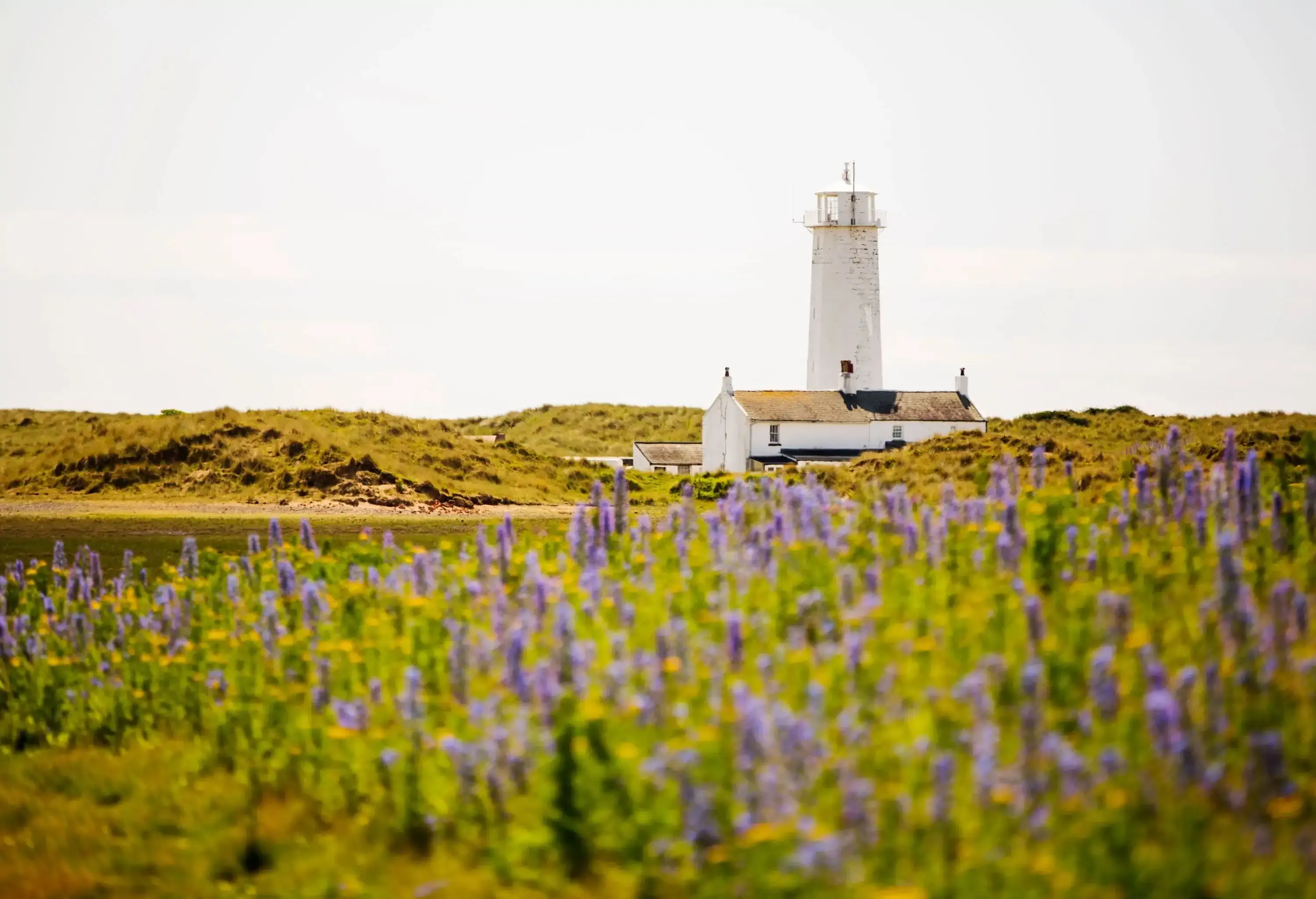 A field of pretty purple flowers with a white lighthouse in the background.