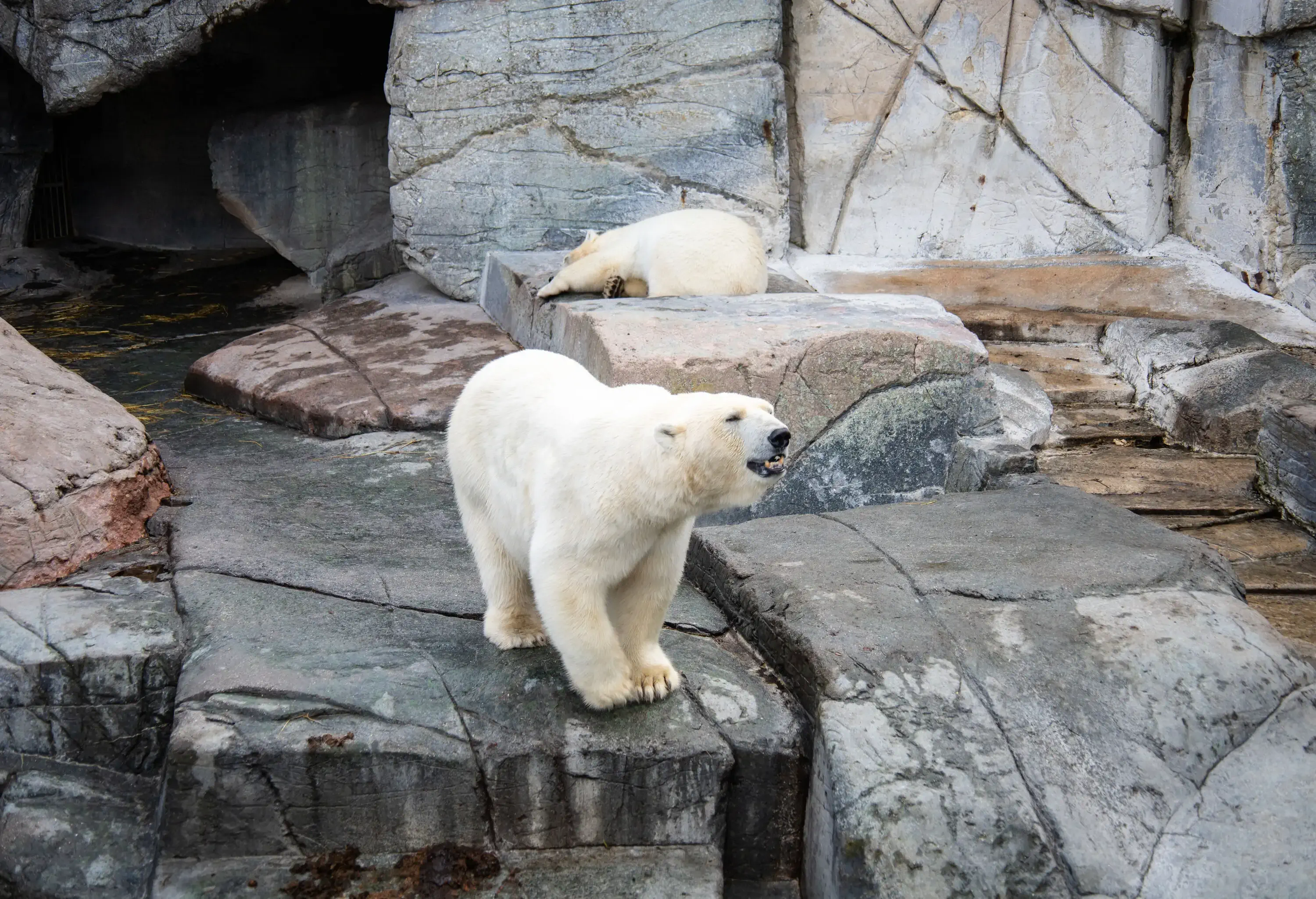 A white polar bear roars while standing on the edge of a rock, and another one sleeps behind.