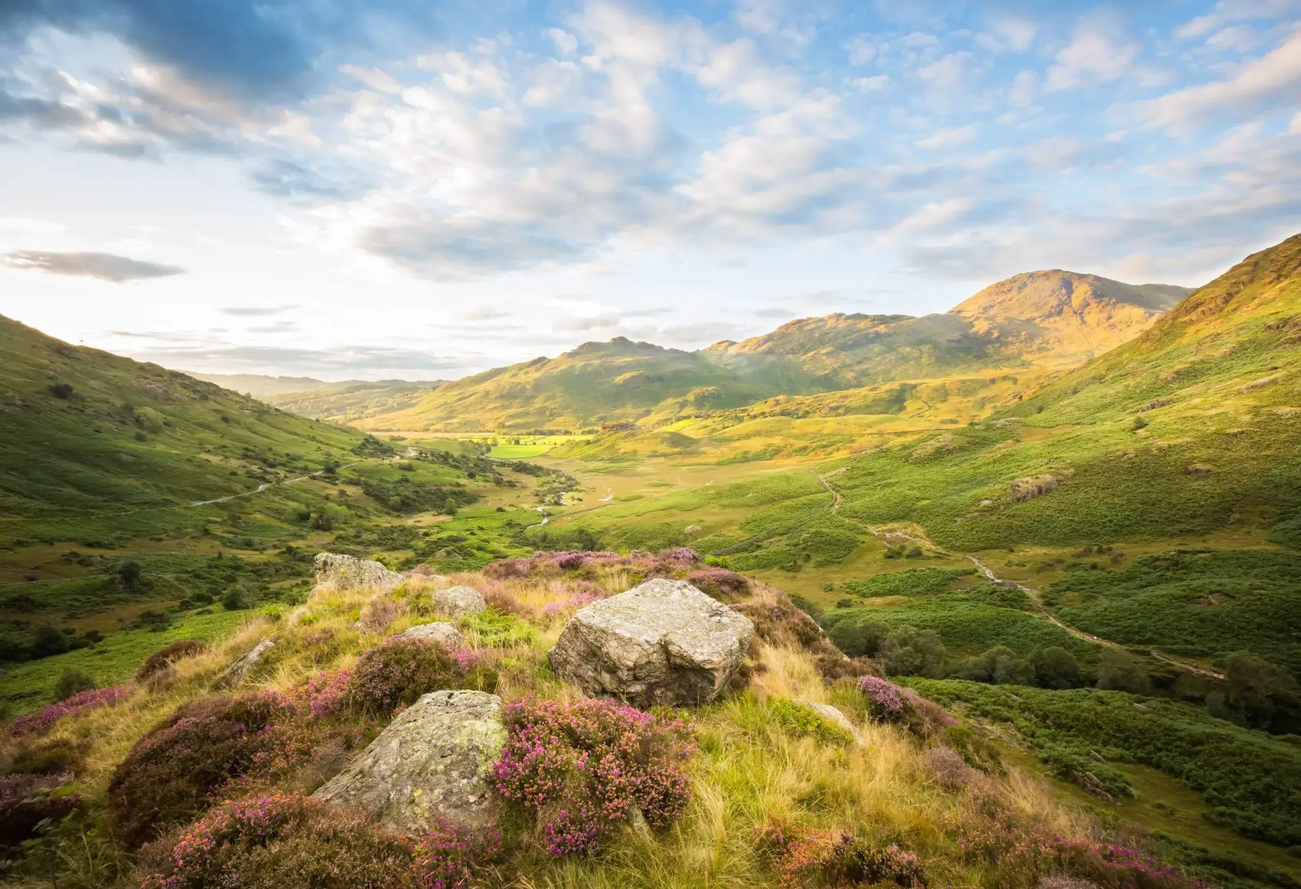 Purple heather and rocks with the fells of the English Lake District in the background bathed in beautiful early morning light in the Langdale Valley