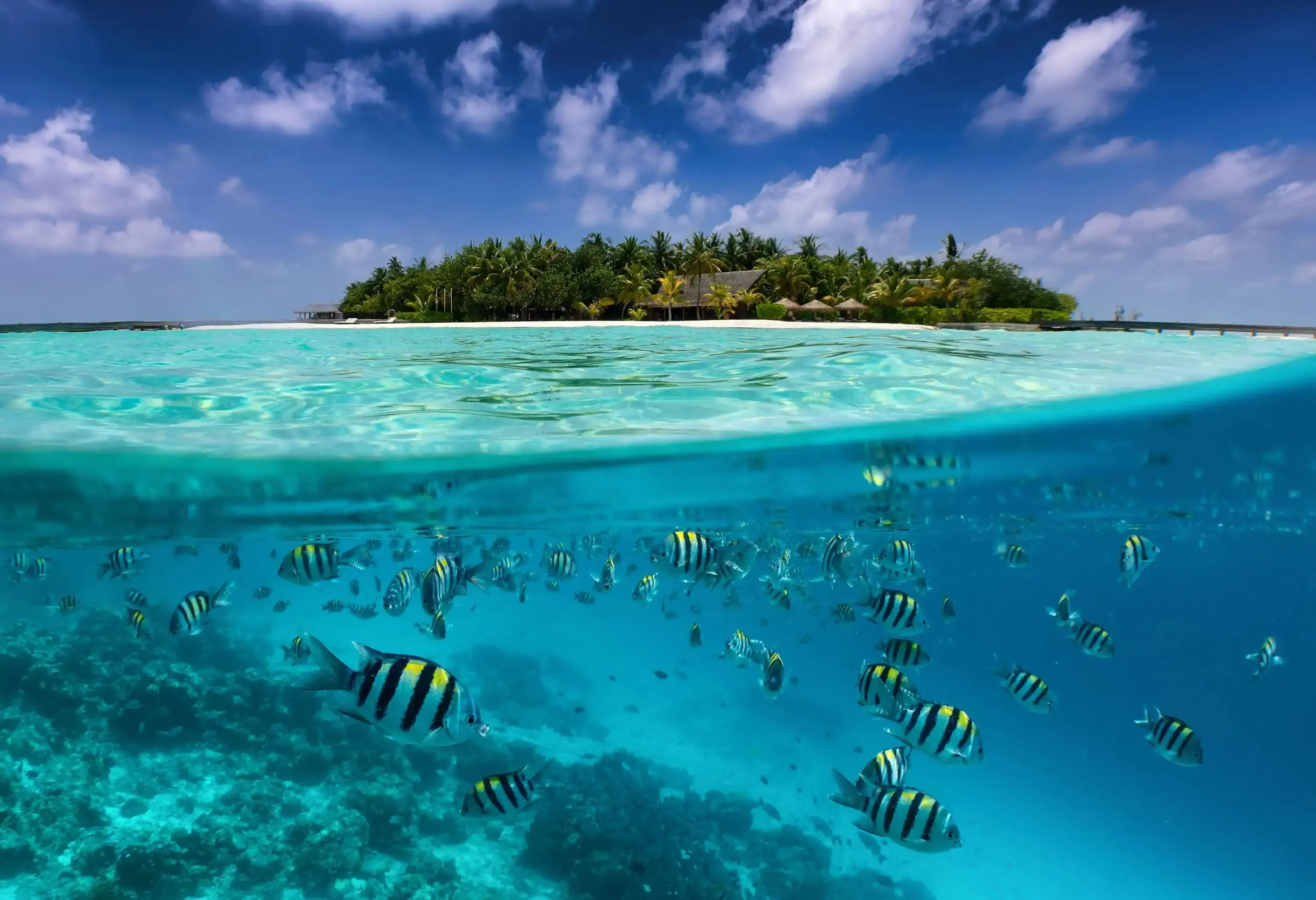 Split view to a tropical island with colorful fish in the turquoise sea, coconut palm trees and deep blue sky in the Maldives islands