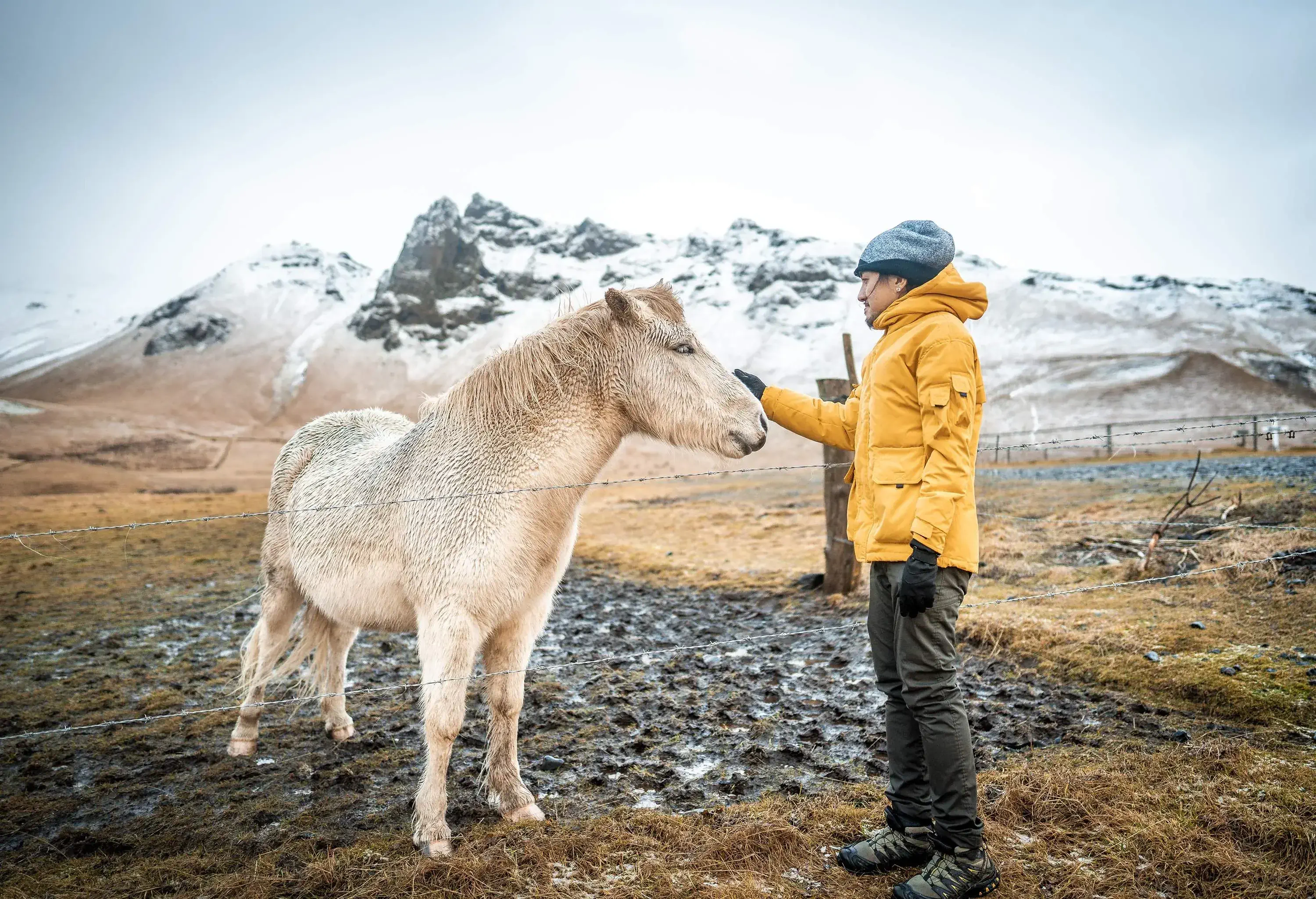 A man standing by fence in a yellow snow jacket strokes Icelandic horse on its head, snow covered mountains in background