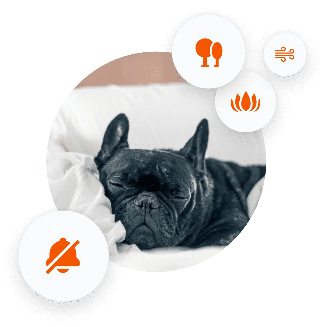 dog-image