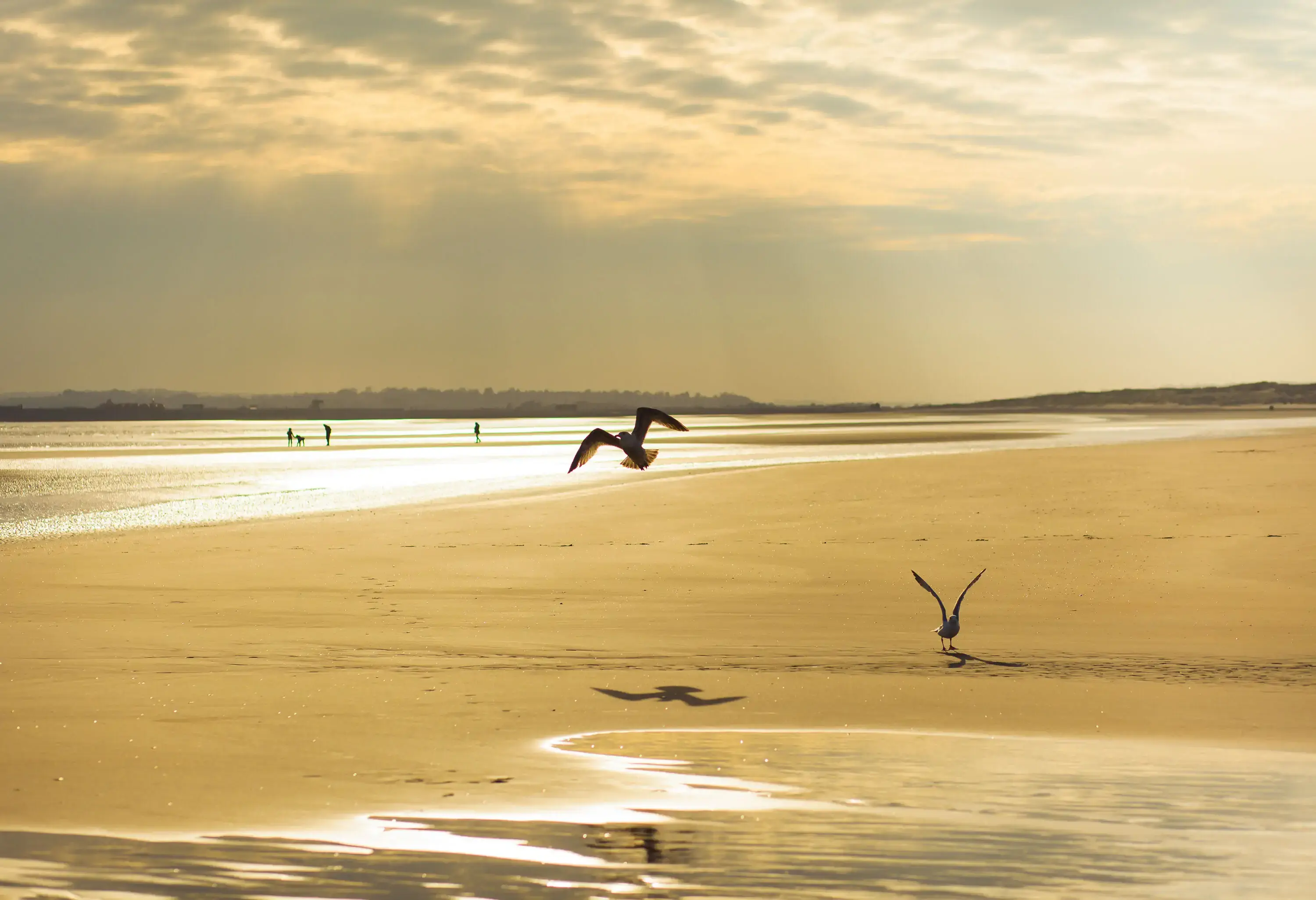 Birds on the shore of a glimmering beach during sunset.