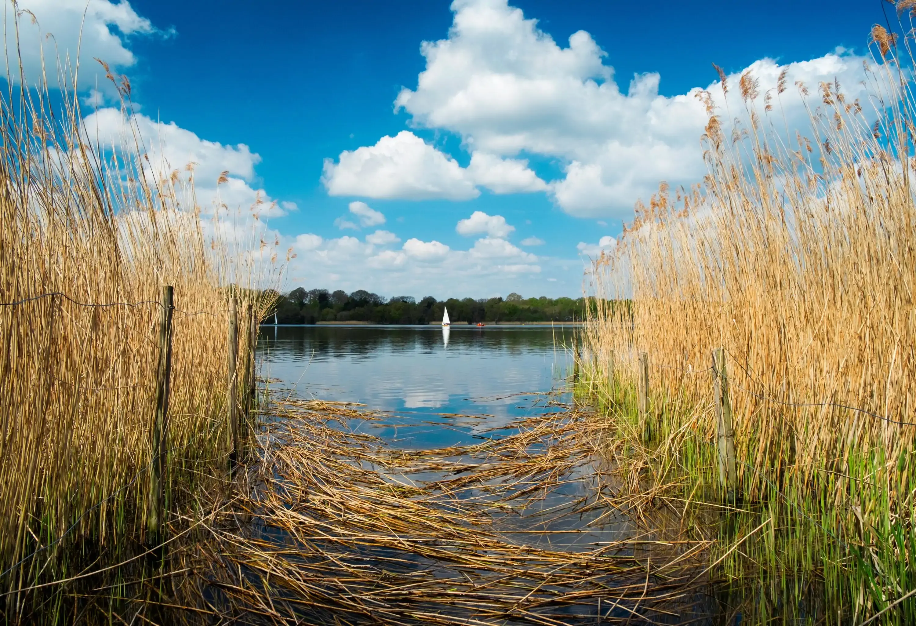 Sailing On Frensham Great Pond In The Surrey Hills