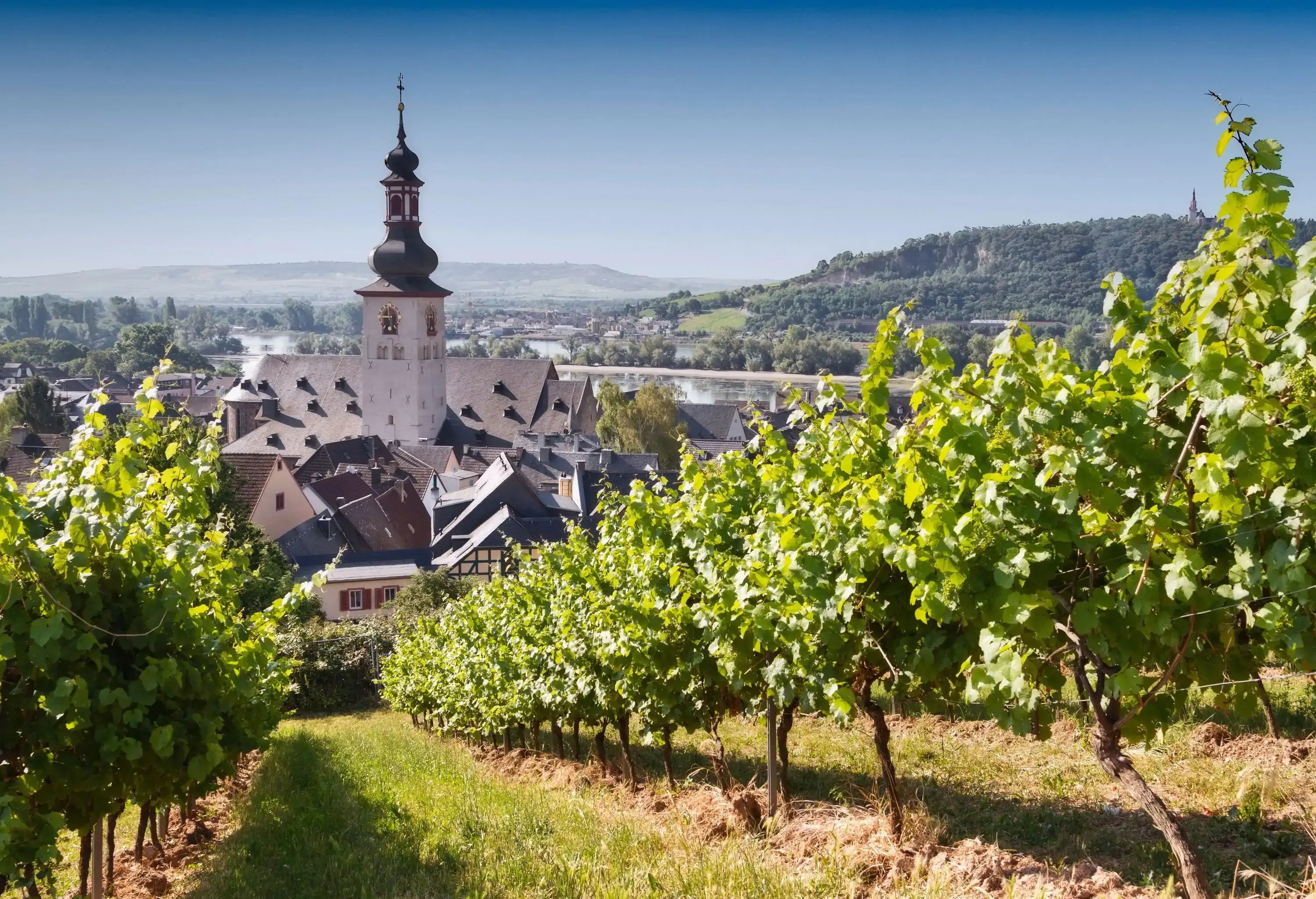 Landscape with elevated view through vineyard over the centre of Rudesheim am Rhein, a winemaking town