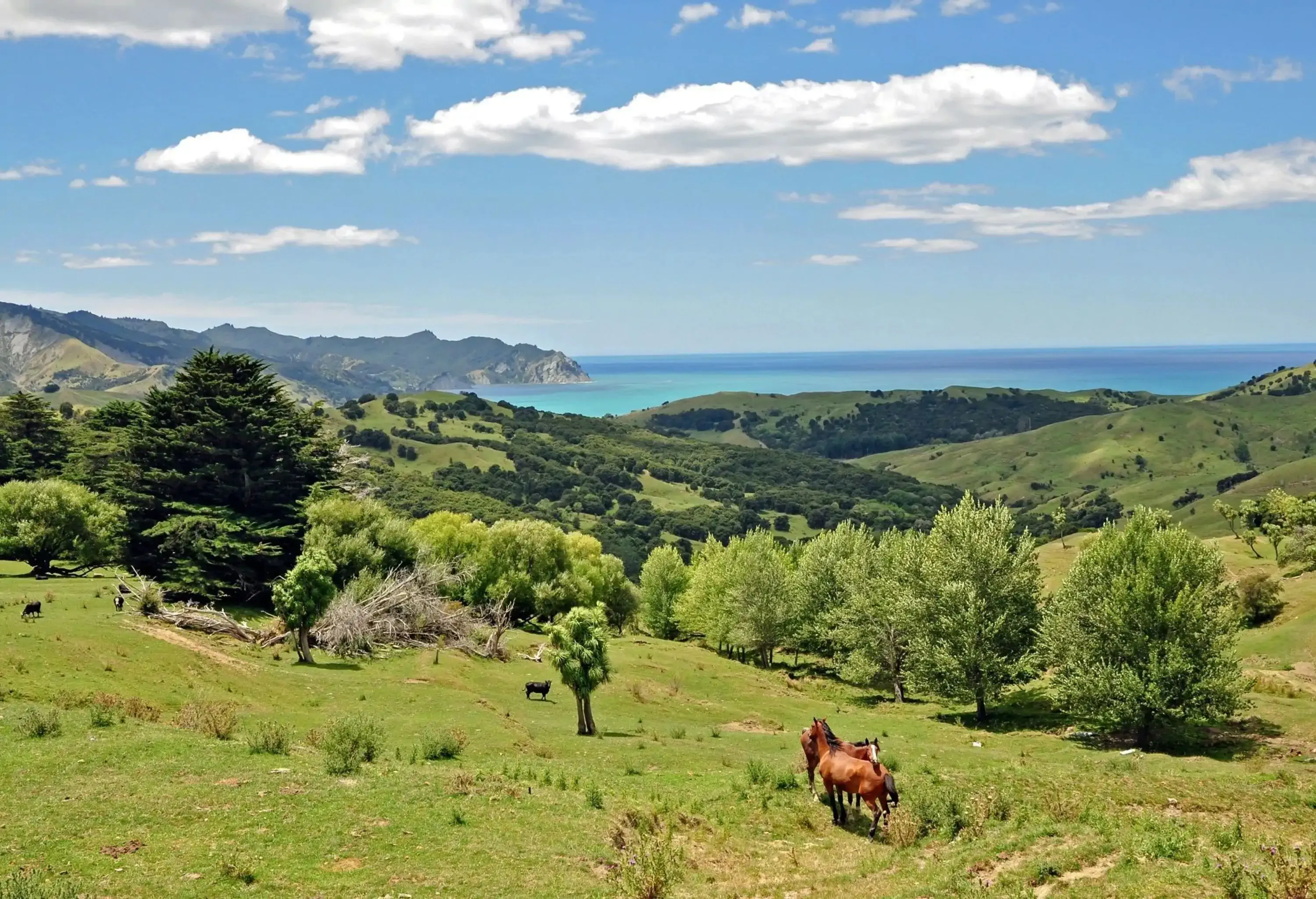High angle view of horses on a wide green pasture overlooking a bay with the ocean in the distance on a summer day