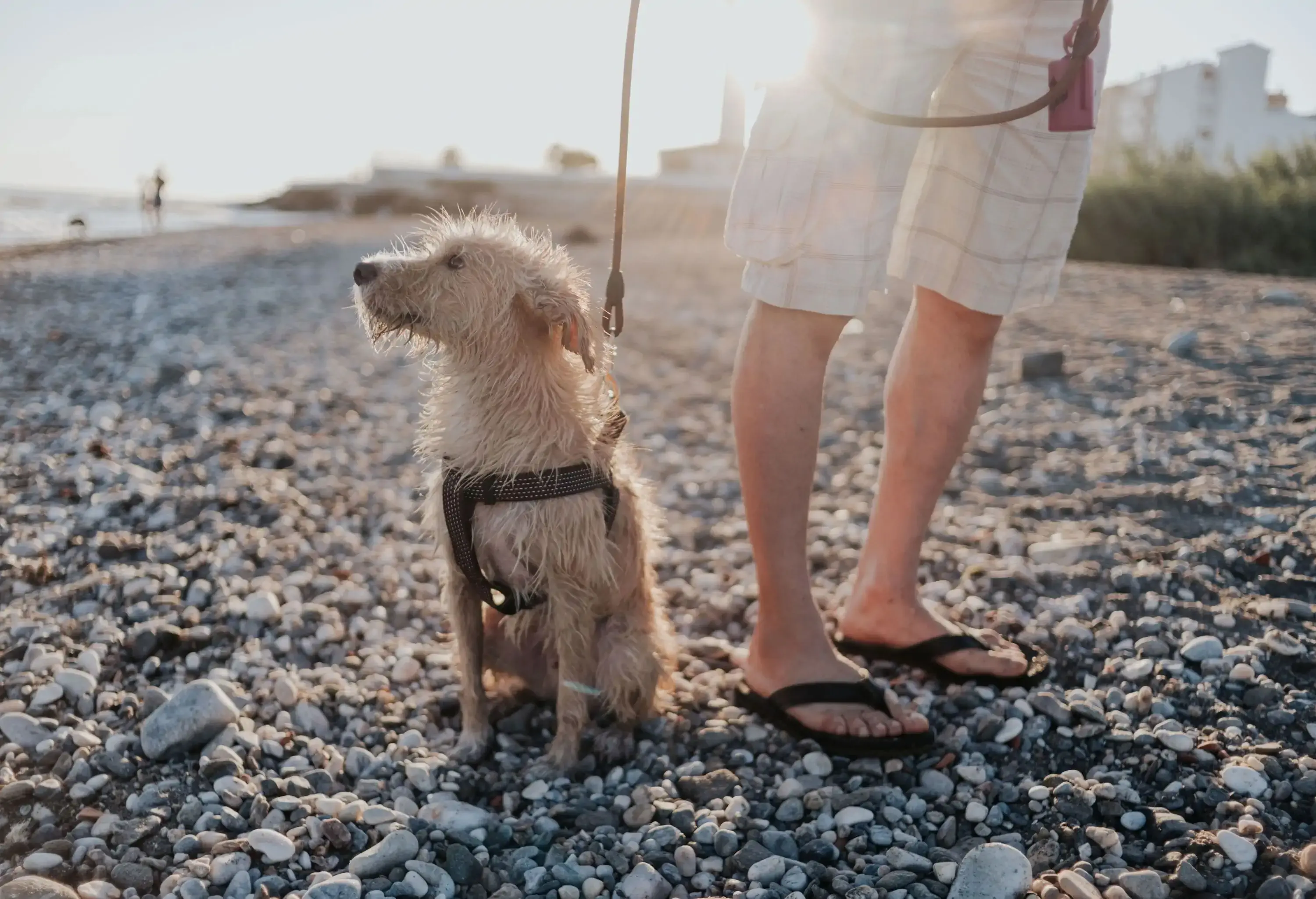 A wet dog on a leash sits on a pebbled beach beside a person.