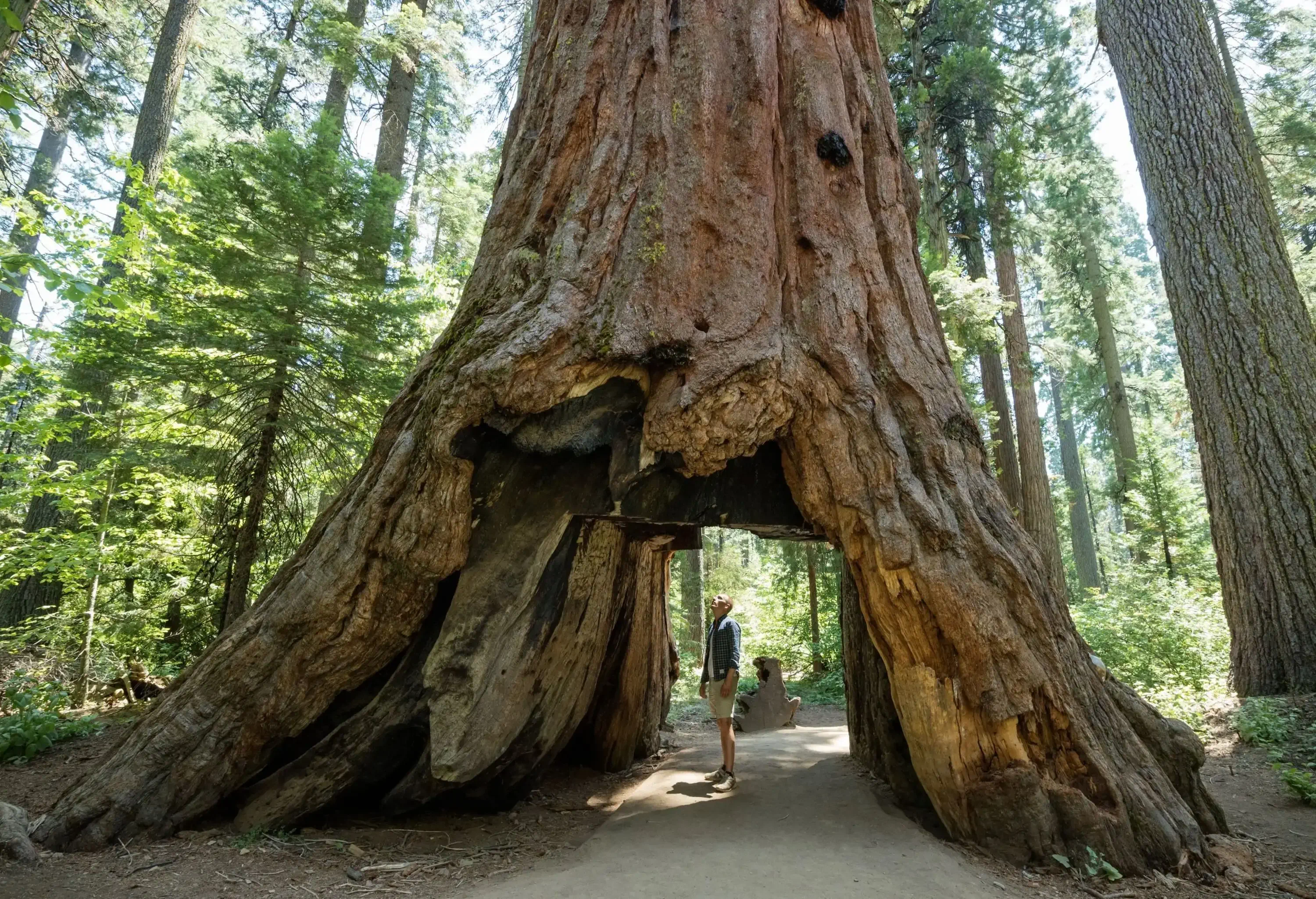 A man standing beneath a redwood tree with a window arch cut right through its base.