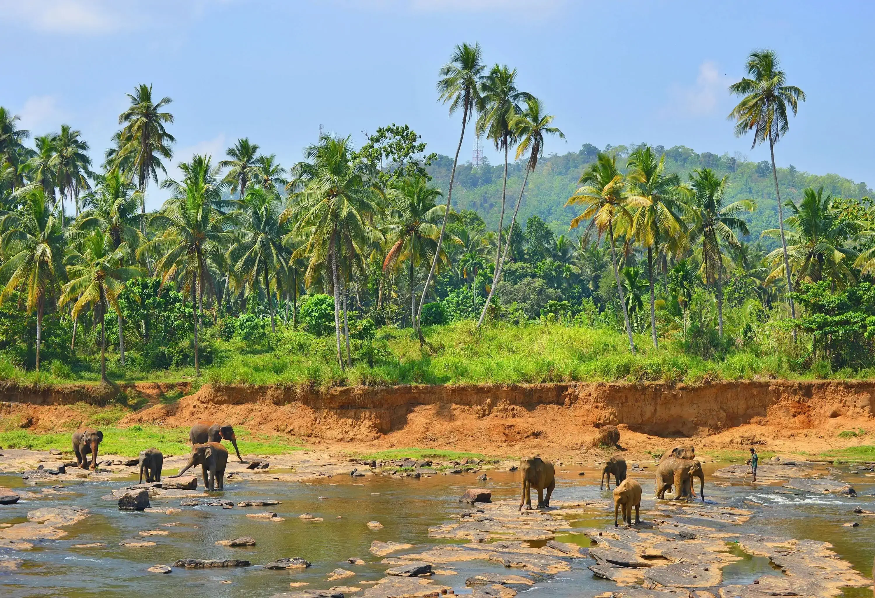 Elephants in a shallow lake surrounded by a diversity of tropical plants.