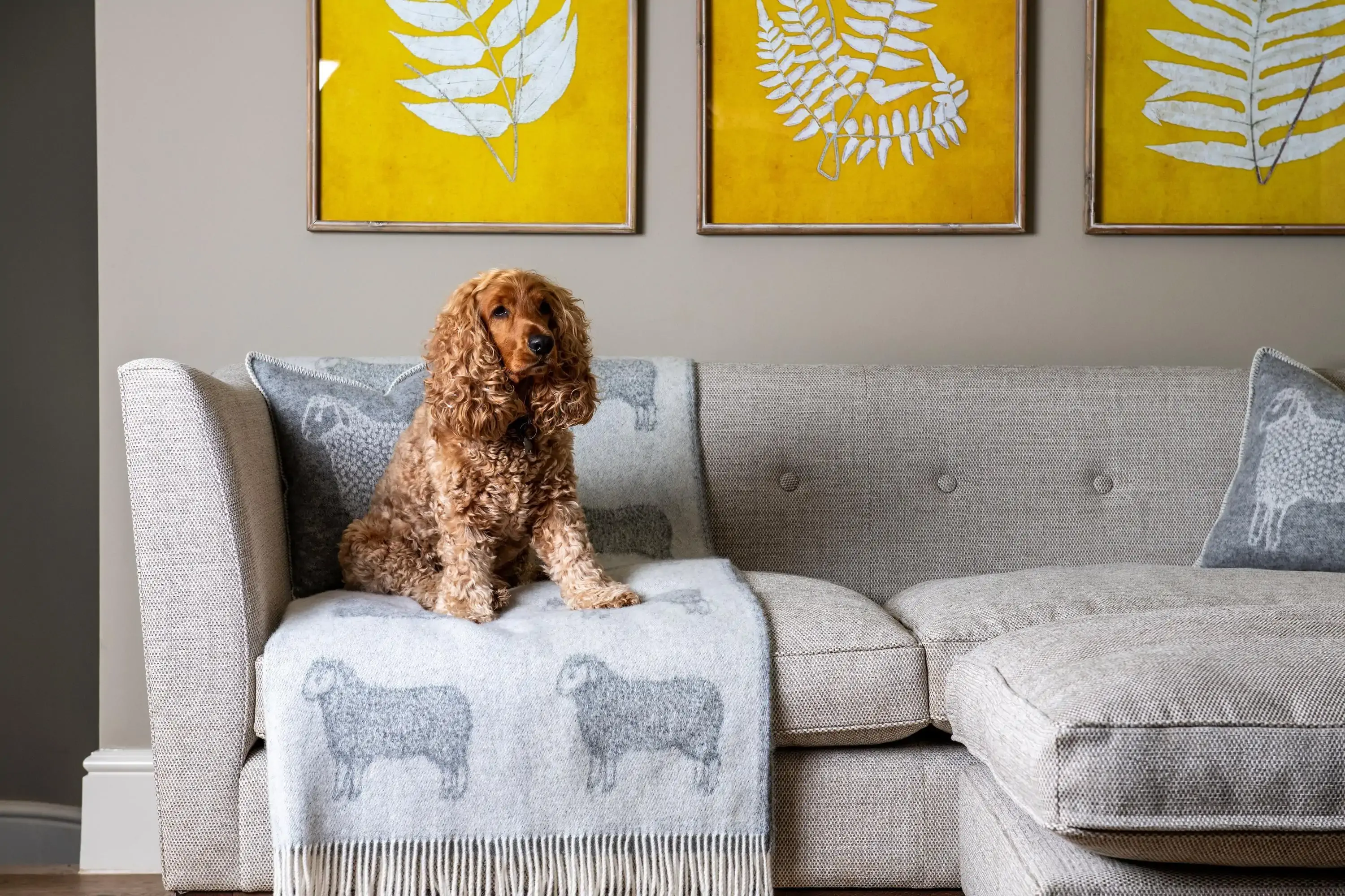 Cocker spaniel on the sofa of a dog friendly hotel