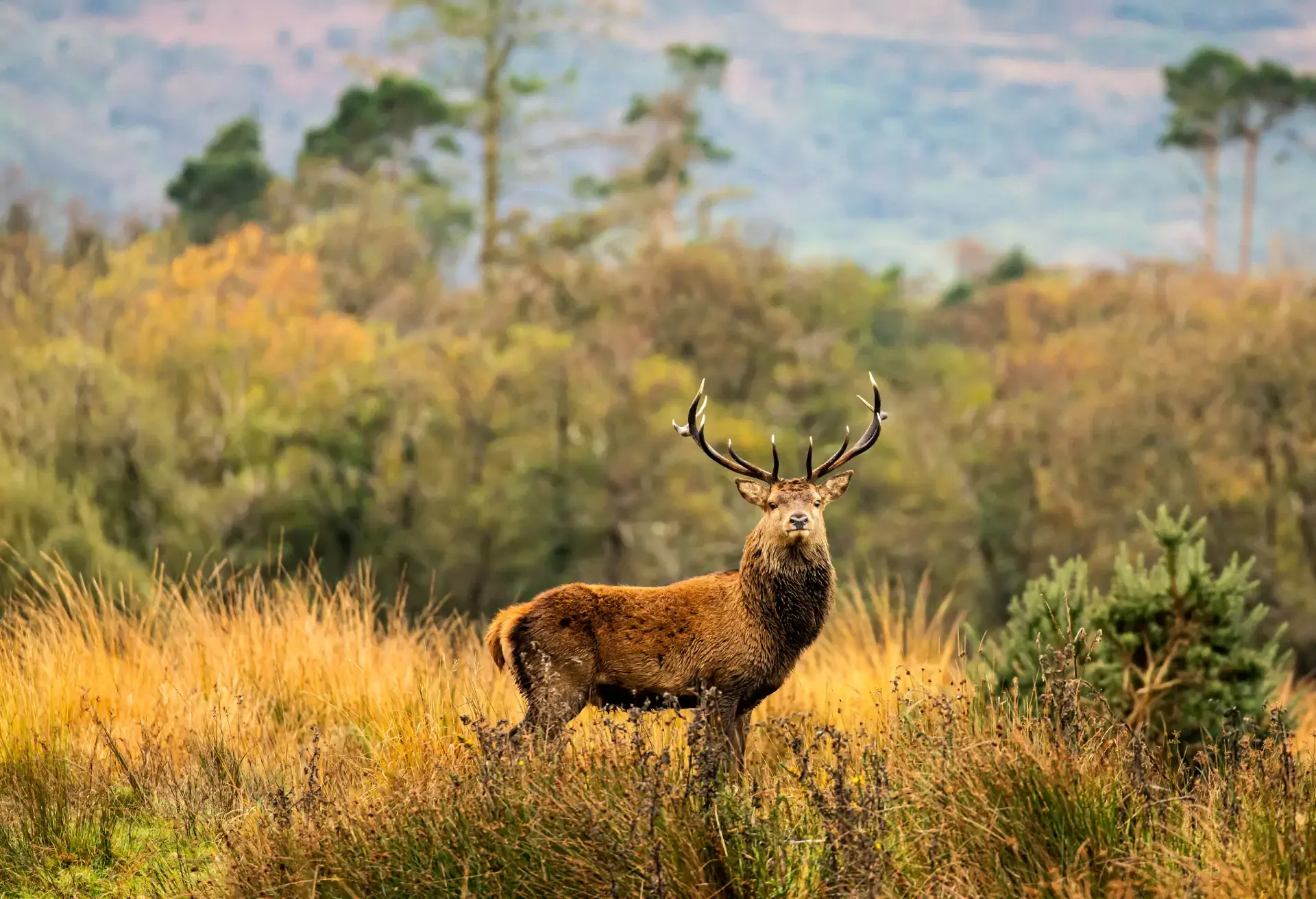 Stag standing in tall grass with forest and mountains in the background.