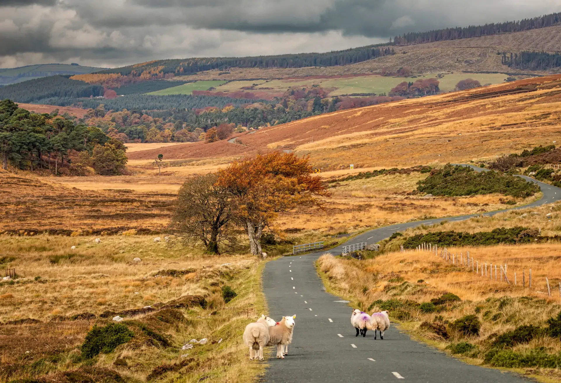 Sheep on a winding country road surrounded by autumn hills and cloudy skies.
