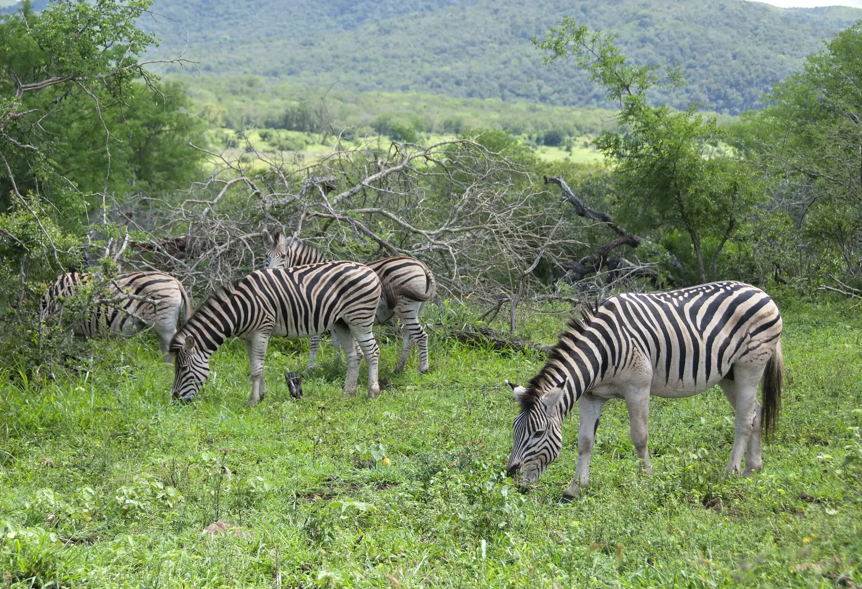 A herd of zebras grazing on a vast grassland with lush foliage.