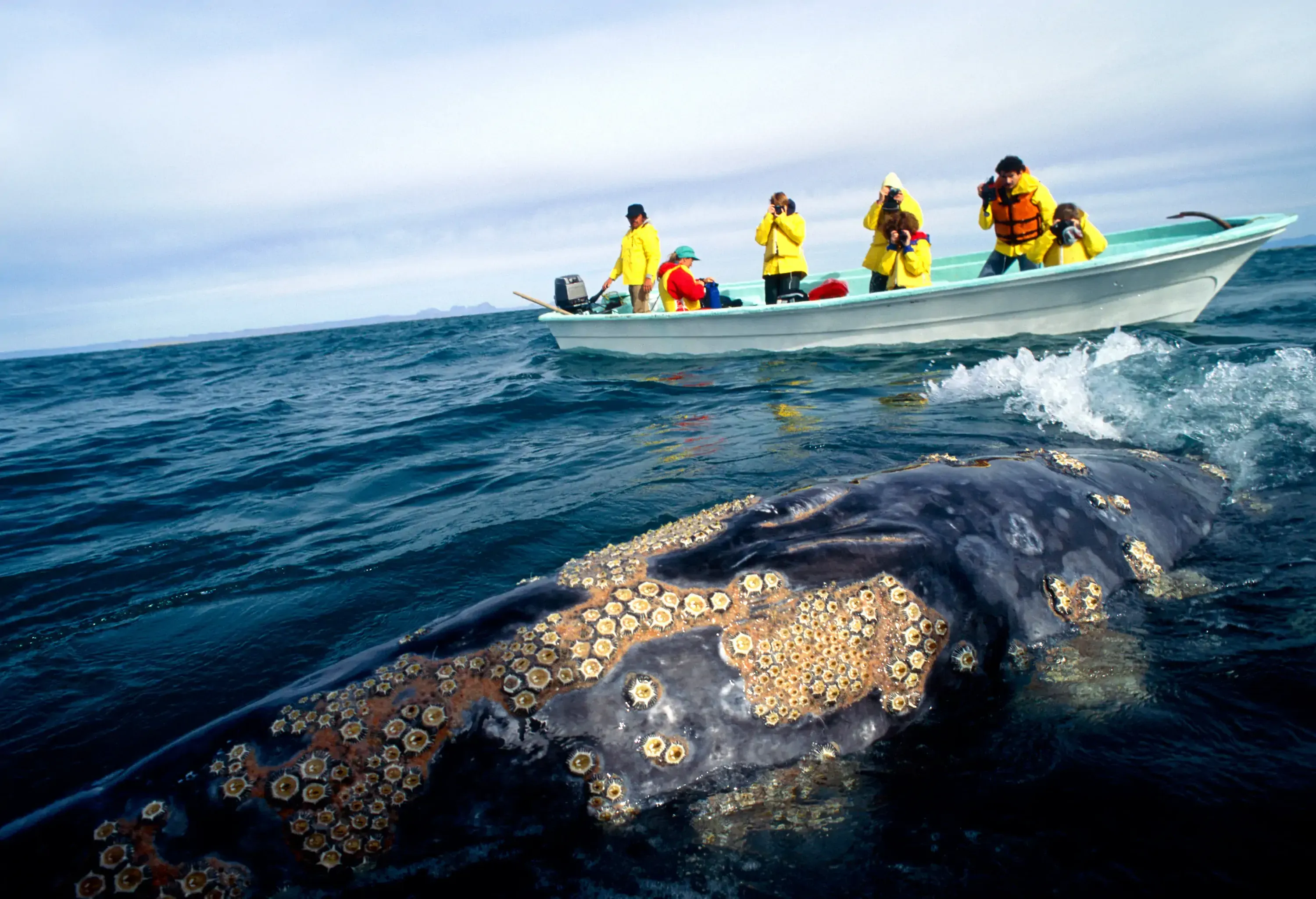 Whale watching in Baja California
