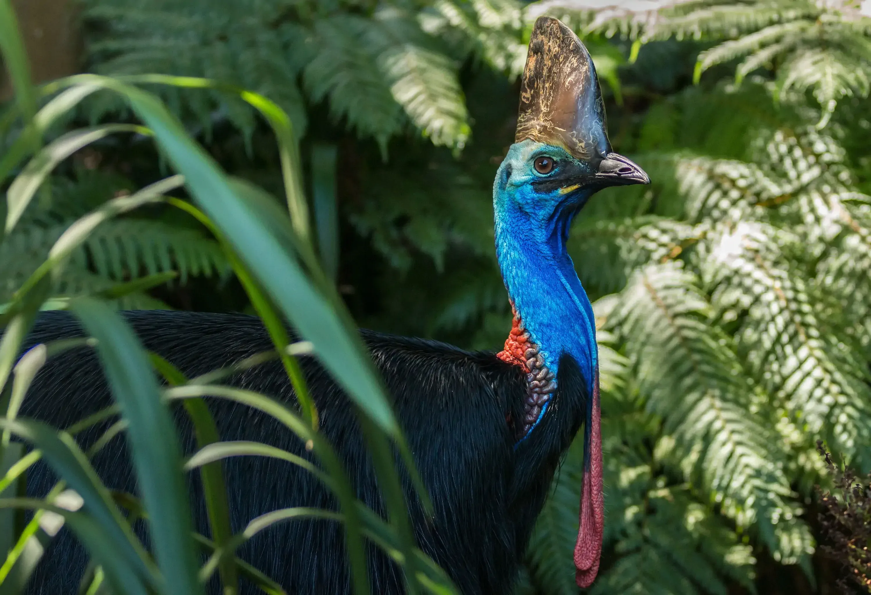 A large black Australian cassowary wanders in the forest.