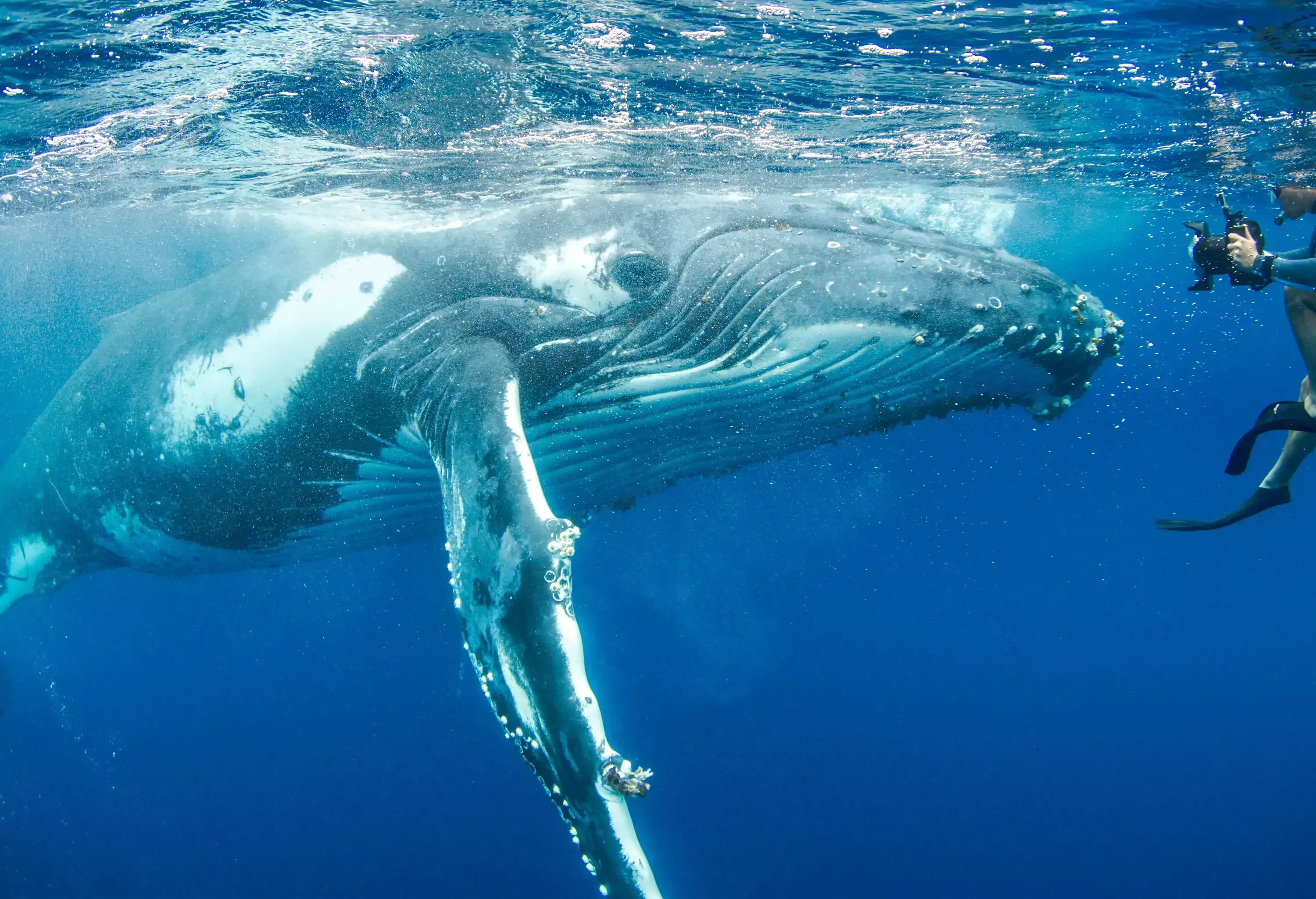A diver equipped with a camera captured the awe-inspiring sight of a majestic giant whale.
