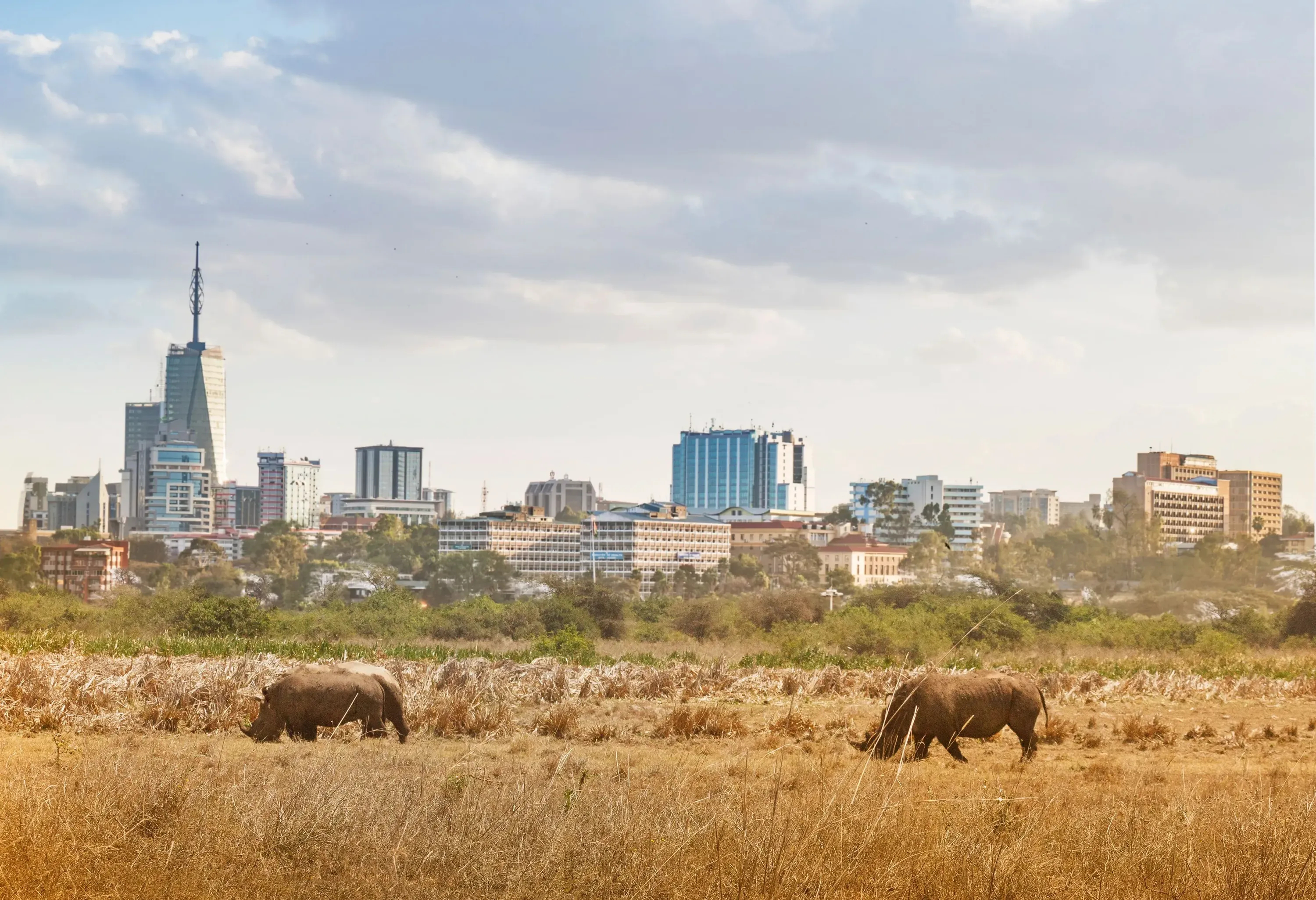 Two black rhinoceros graze on the dry grassland against a skyline backdrop.