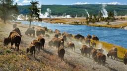 Yellowstone National Park holiday rentals