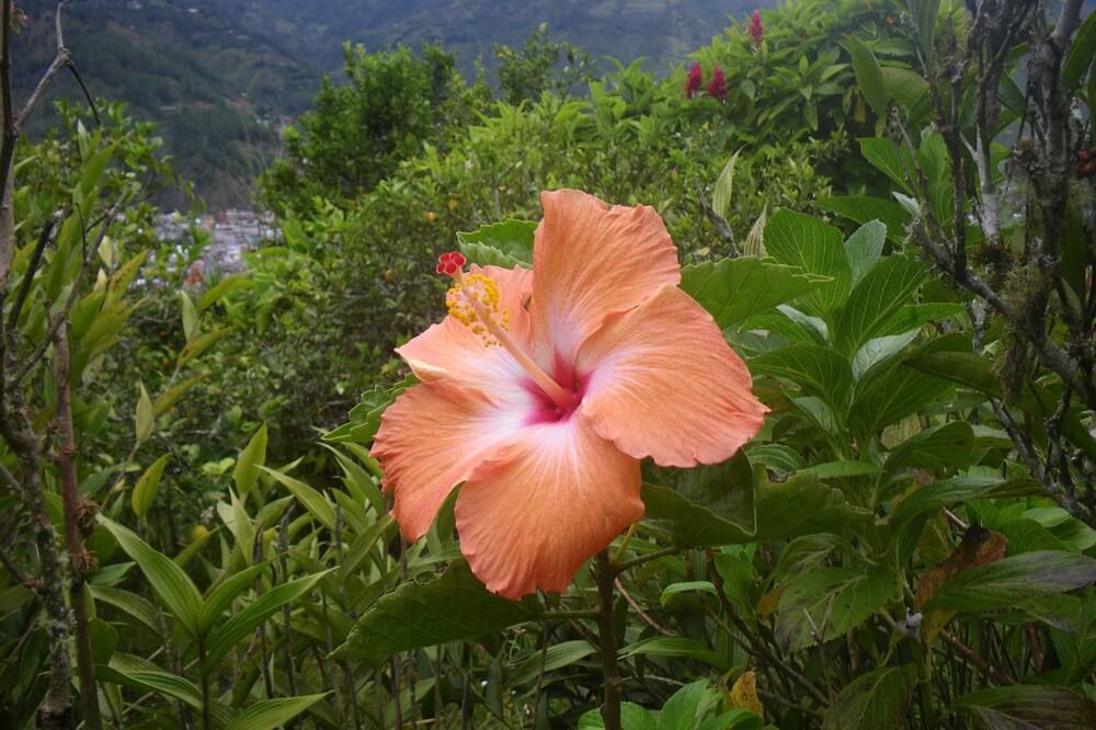 Outdoor view