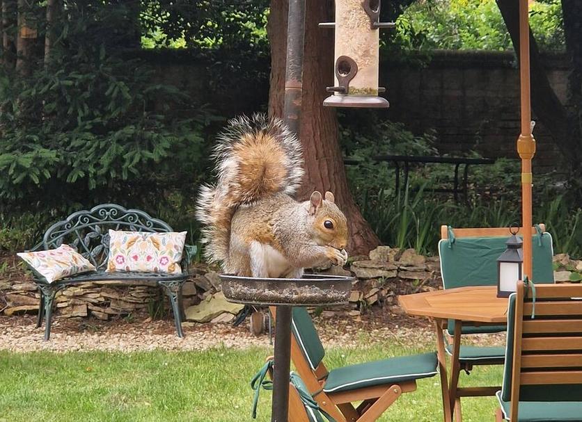 Patio Photo