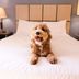 Pet friendly